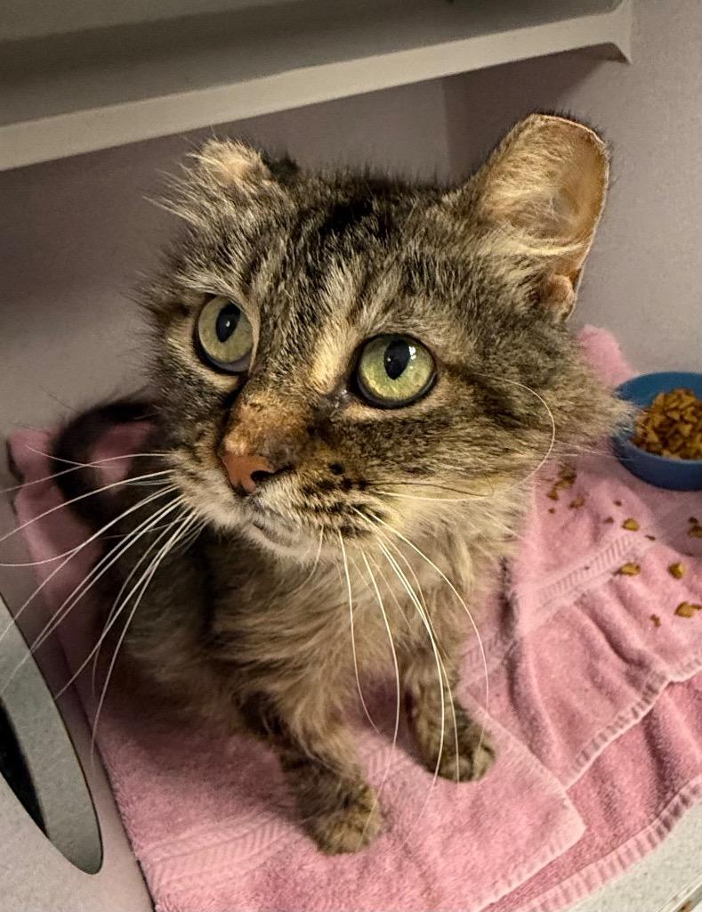 Enlarge Sweetie Pie, a Adoptable mixed breed in Greencastle, IN image 2/2