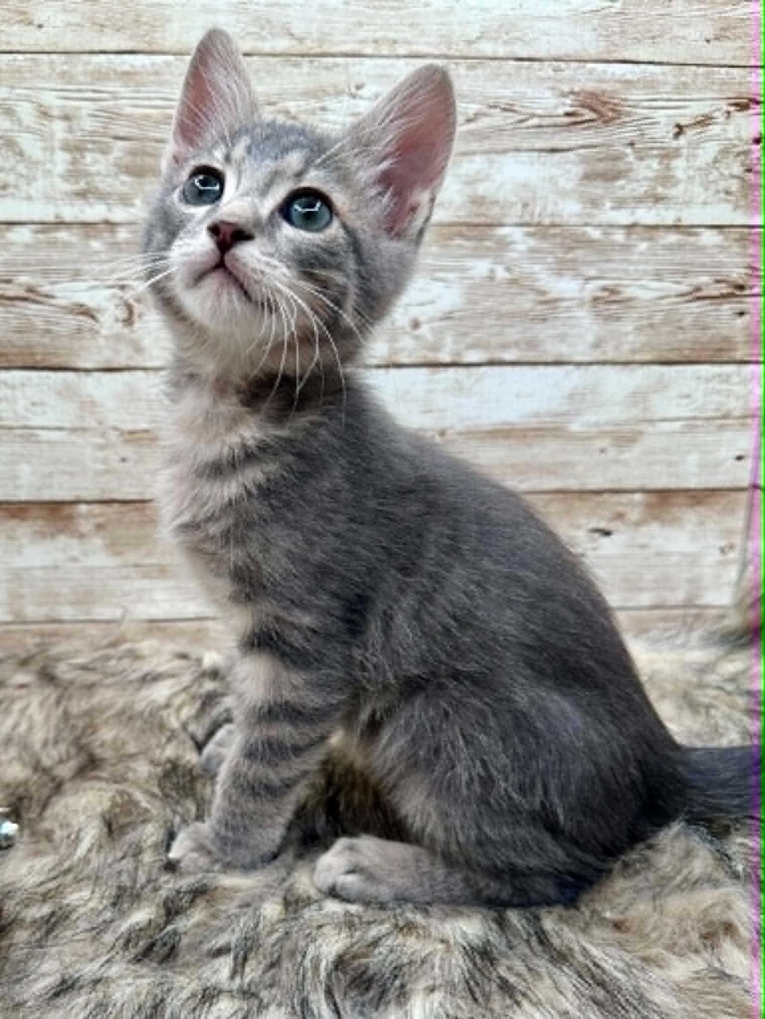 Enlarge Leo, an adopted Domestic Short Hair in Lexington, KY image 3/3