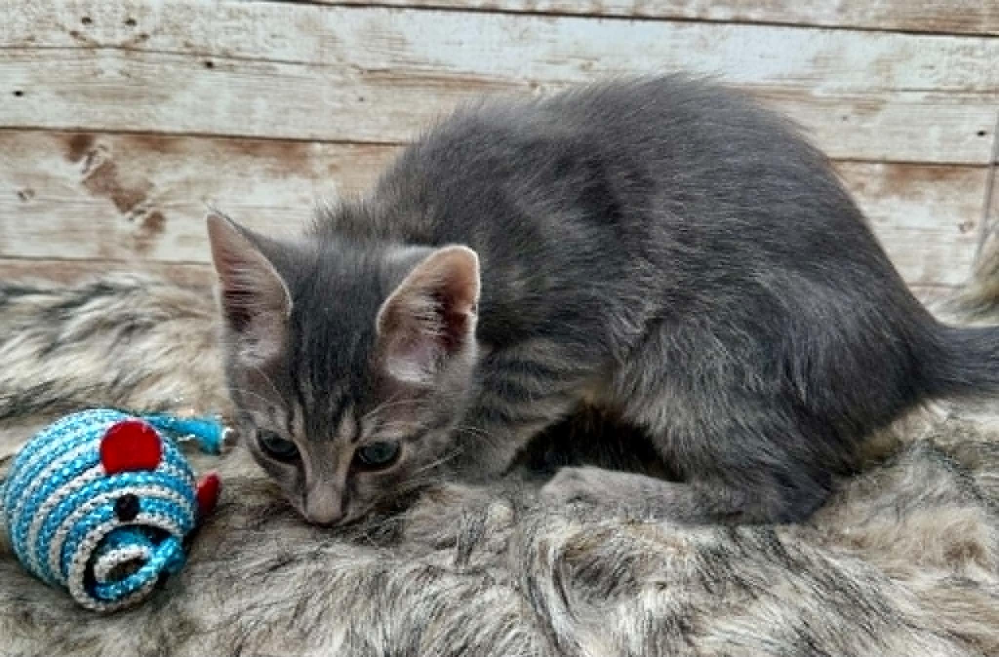 Enlarge Leo, an adopted Domestic Short Hair in Lexington, KY image 2/3