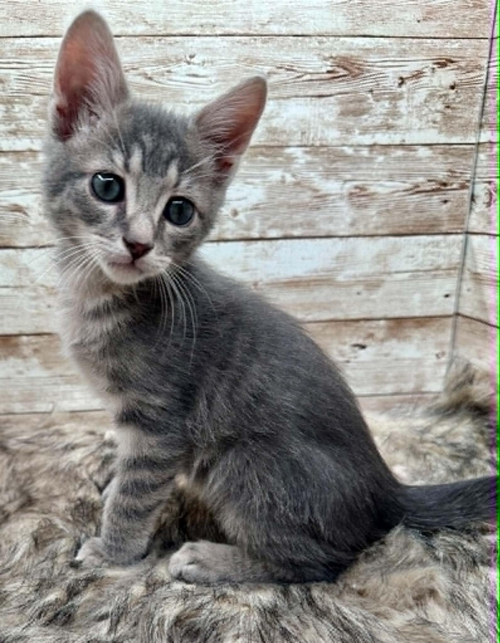 Leo, adopted, Kitten Male Domestic Short Hair.