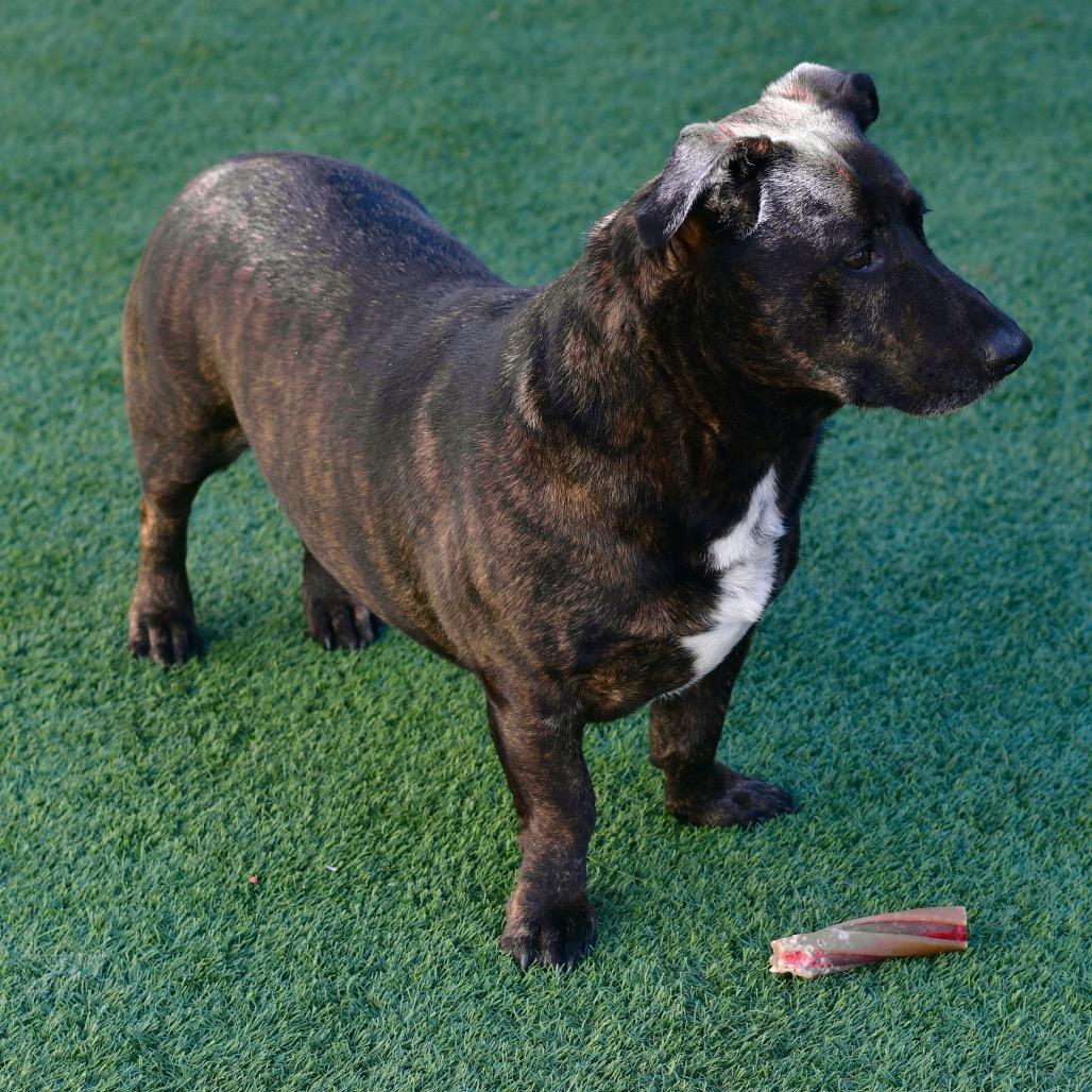 Cowboy, a Adoptable Mixed Breed in Ottawa, KS image 1/2