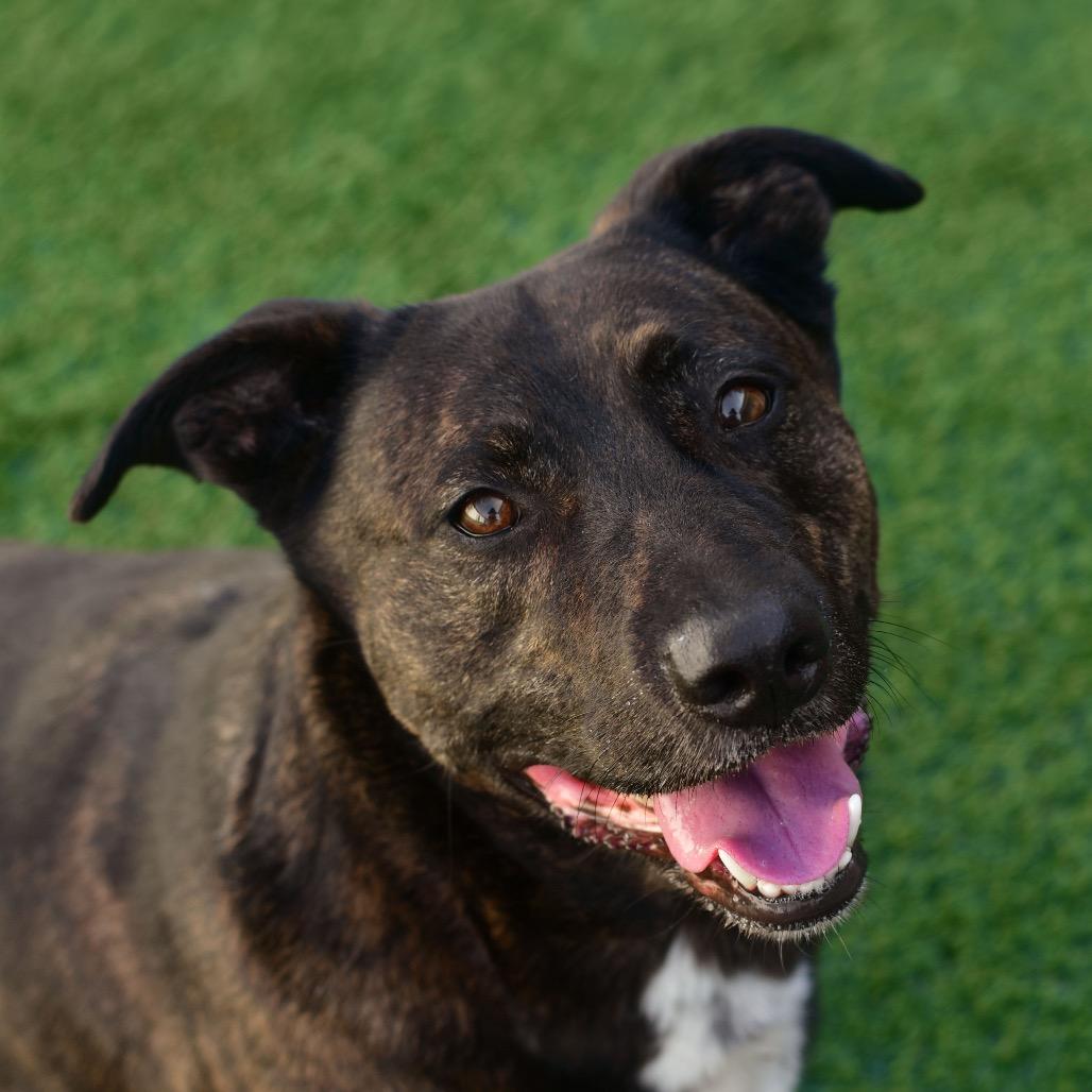 Cowboy, a Adoptable Mixed Breed in Ottawa, KS image 2/2