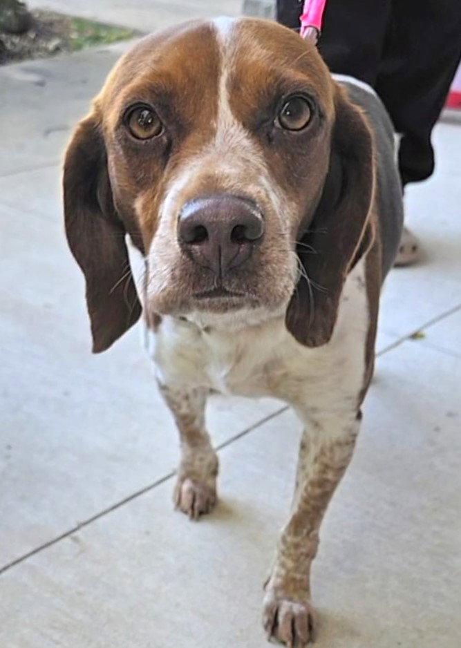Saydee, a Adoptable Beagle in Dunnellon, FL image 1/3