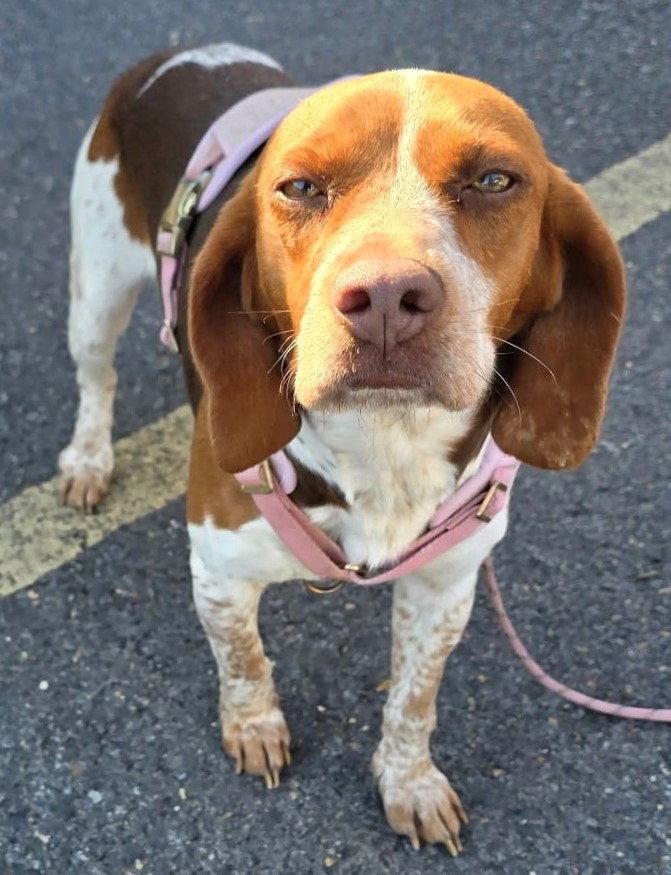 Saydee, a Adoptable Beagle in Dunnellon, FL image 2/3