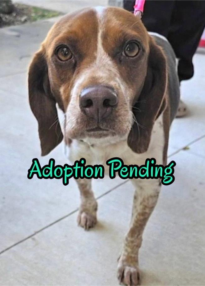 Saydee, a Adoptable Beagle in Dunnellon, FL image 3/3