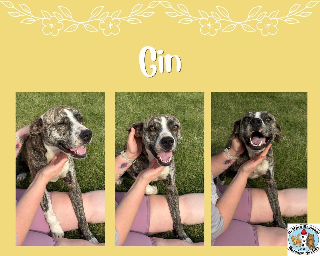Enlarge Gin, a Adoptable mixed breed in Athens, TN image 1/4