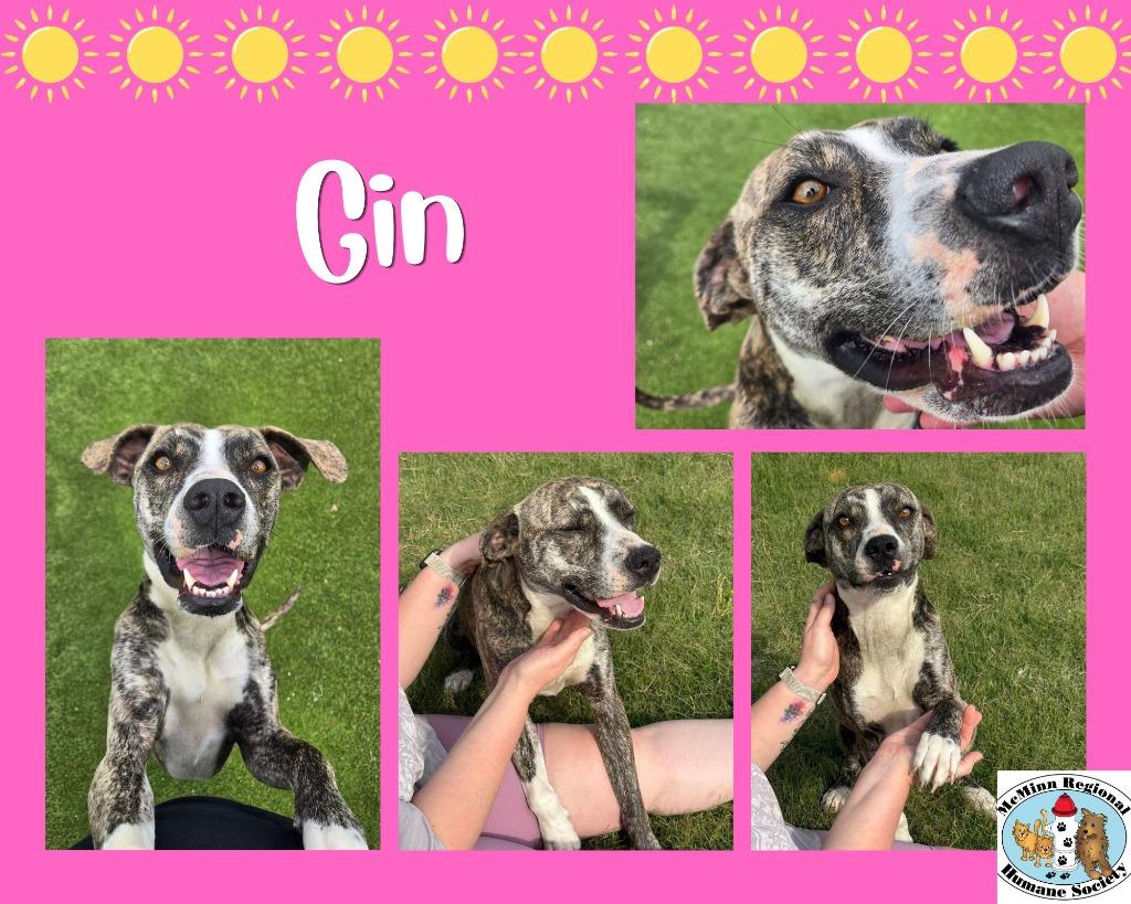Enlarge Gin, a Adoptable mixed breed in Athens, TN image 2/4