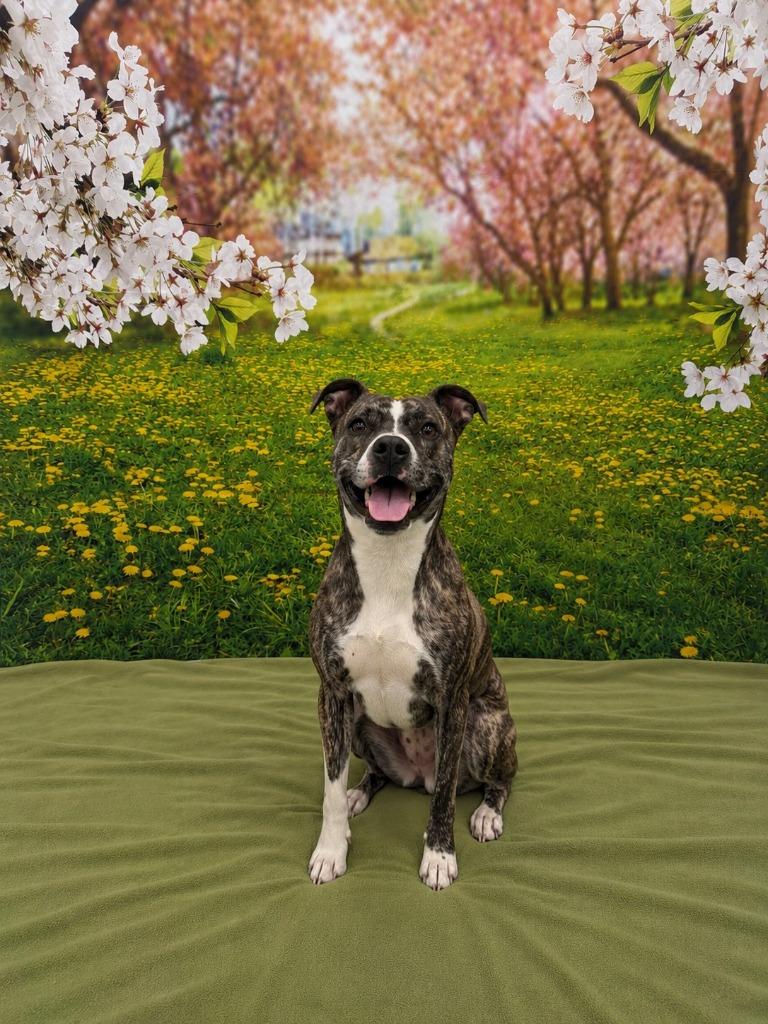 Enlarge Gin, a Adoptable mixed breed in Athens, TN image 3/4