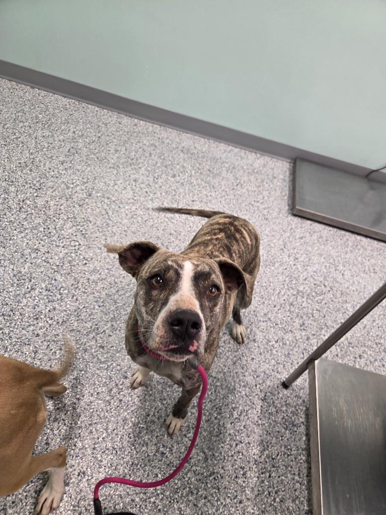 Enlarge Gin, a Adoptable mixed breed in Athens, TN image 1/1