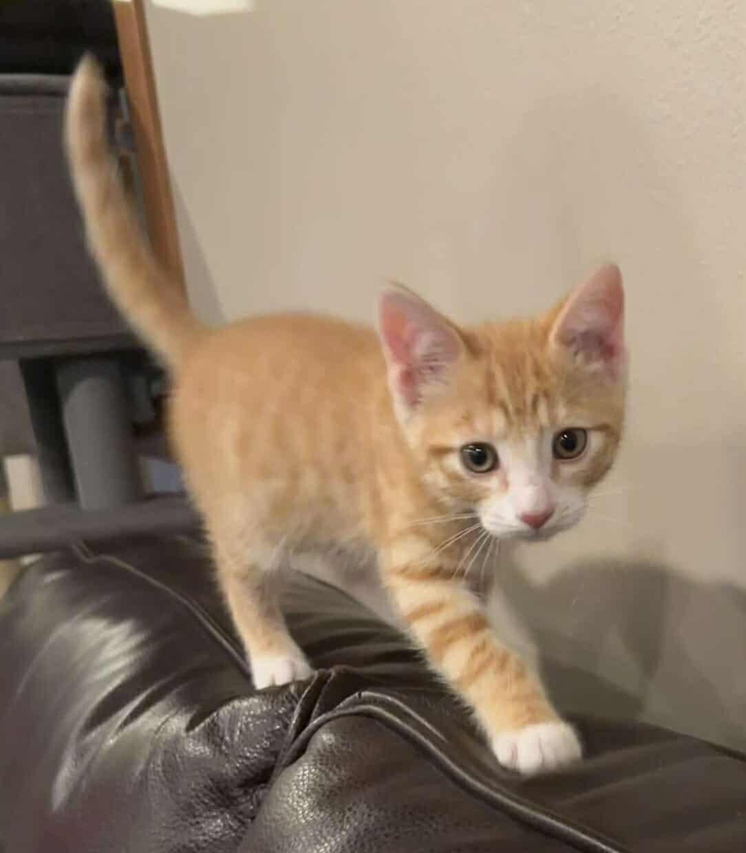 Ward, an adoptable Domestic Short Hair in Sioux Falls, SD, 57101 | Photo Image 3