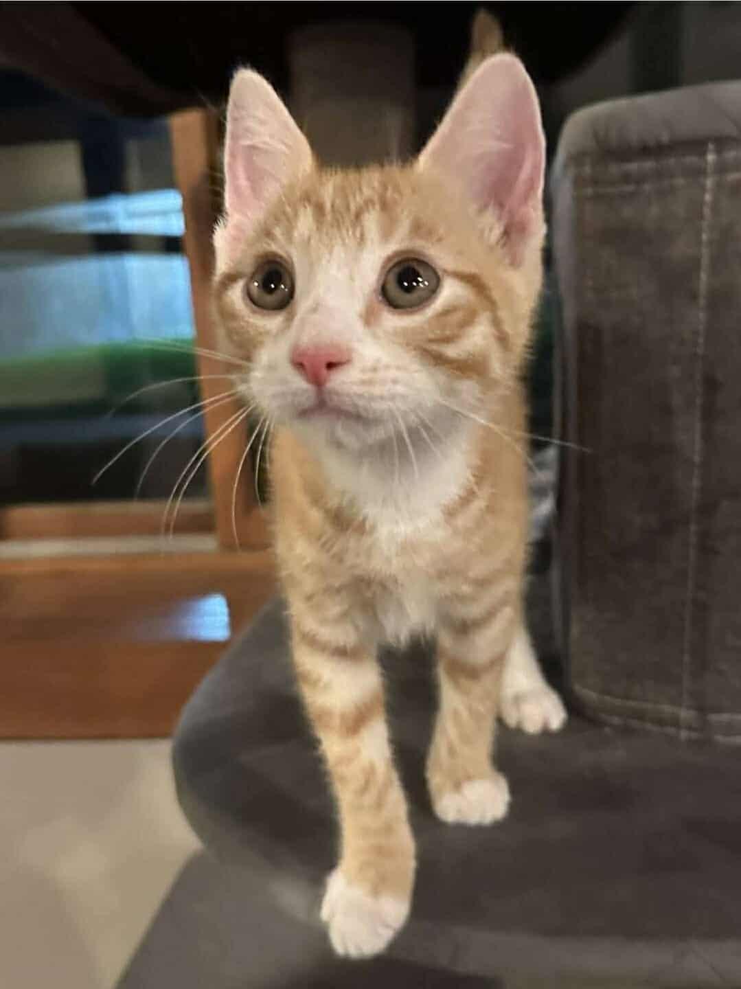 Ward, an adoptable Domestic Short Hair in Sioux Falls, SD, 57101 | Photo Image 5