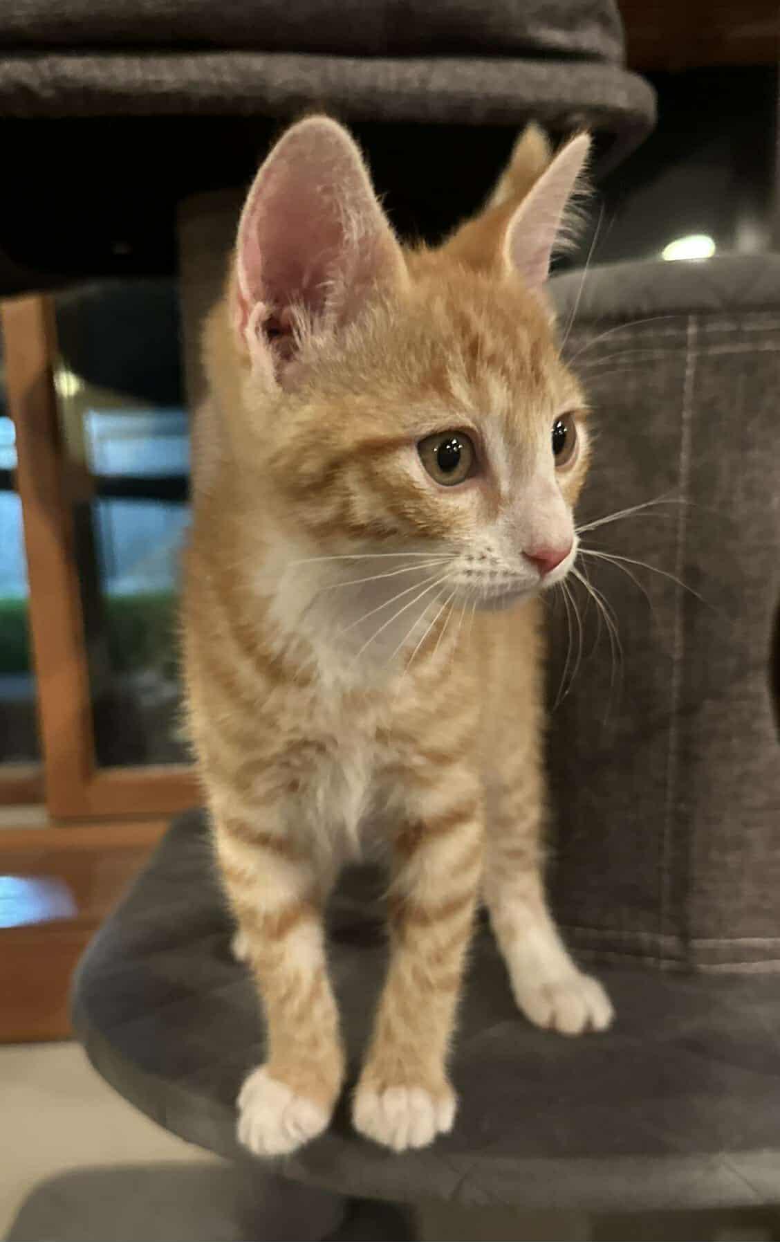 Ward, an adoptable Domestic Short Hair in Sioux Falls, SD, 57101 | Photo Image 4