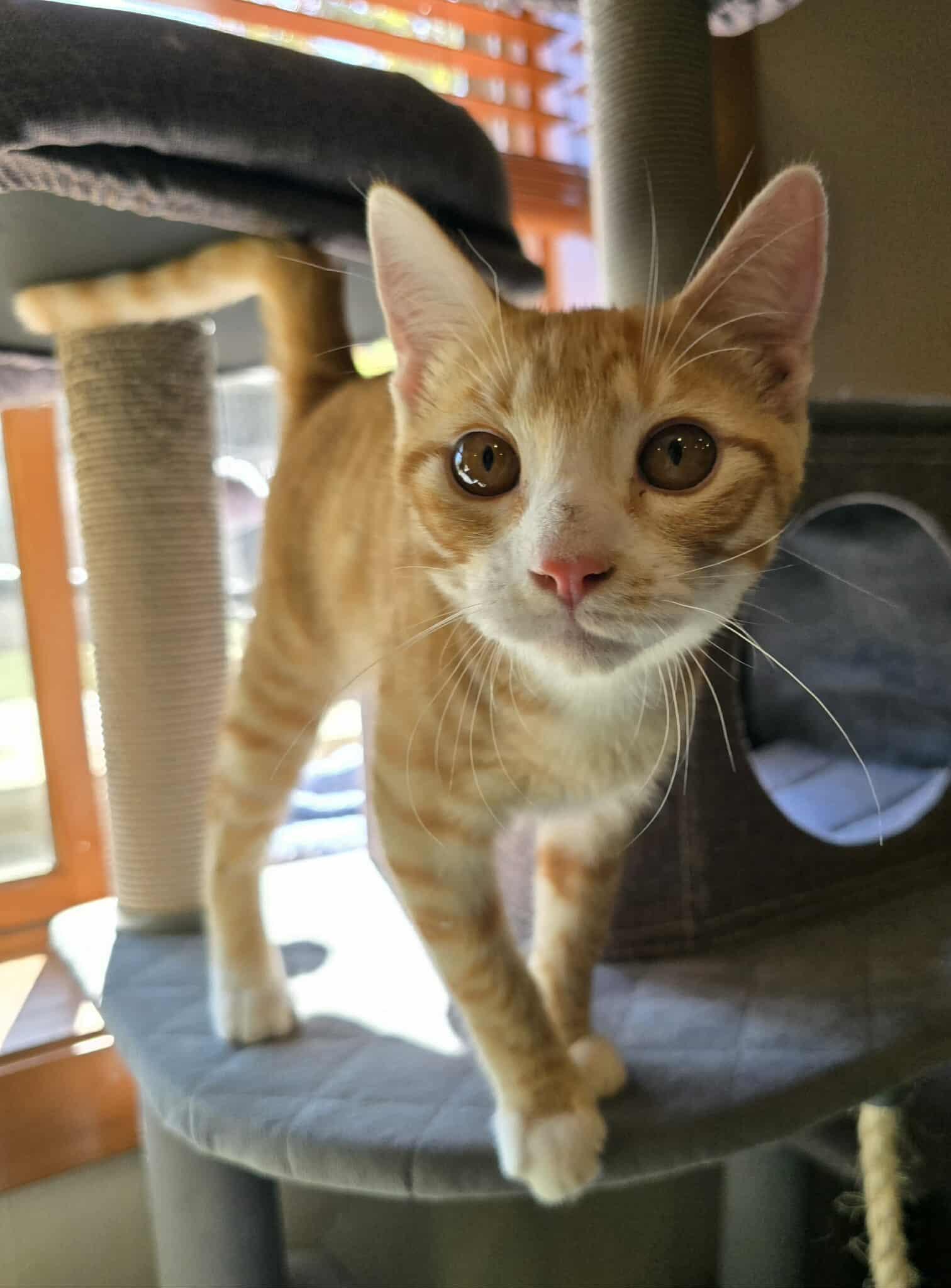 Ward, an adoptable Domestic Short Hair in Sioux Falls, SD, 57101 | Photo Image 1