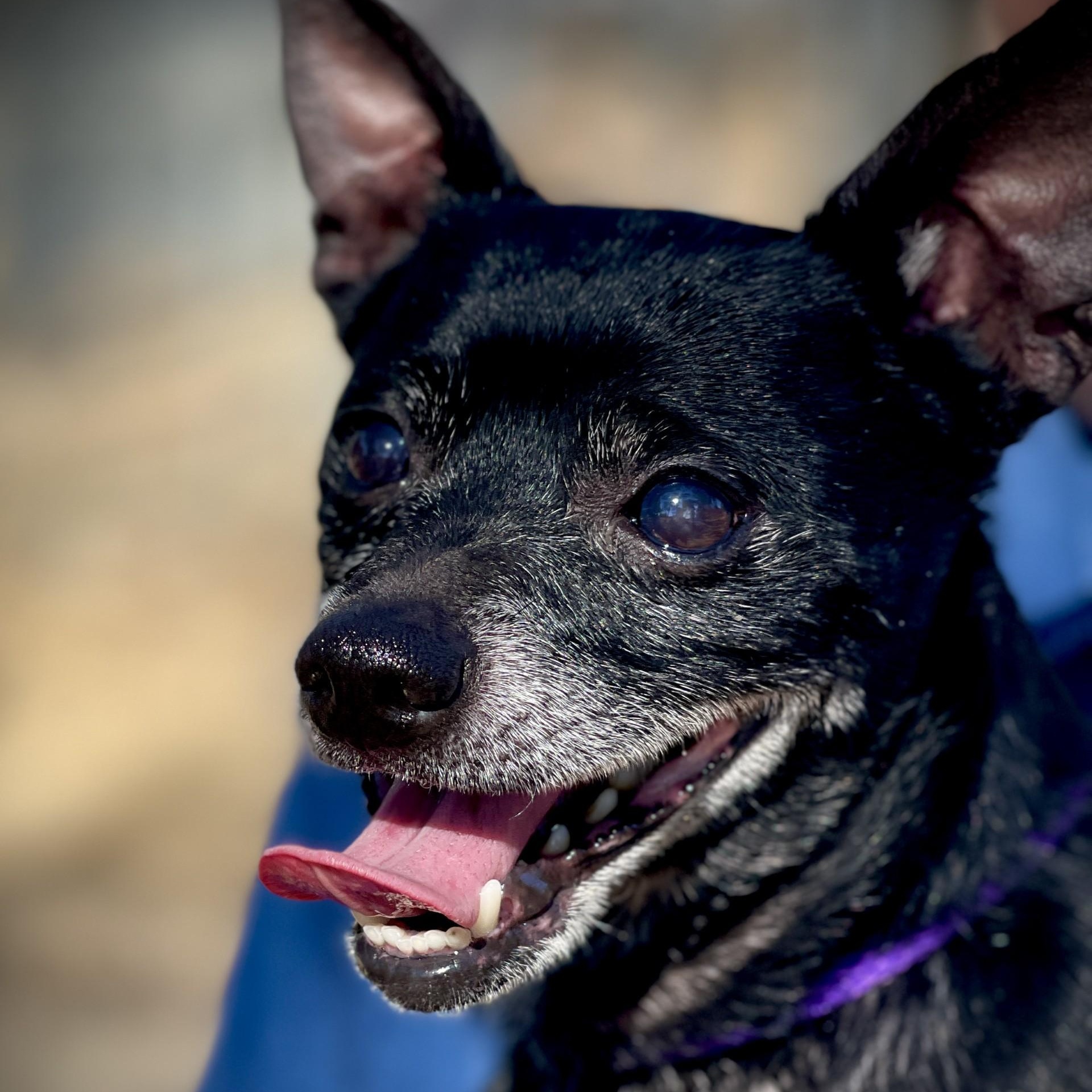 Stevie, an adopted mixed breed in San Andreas, CA image 5/5