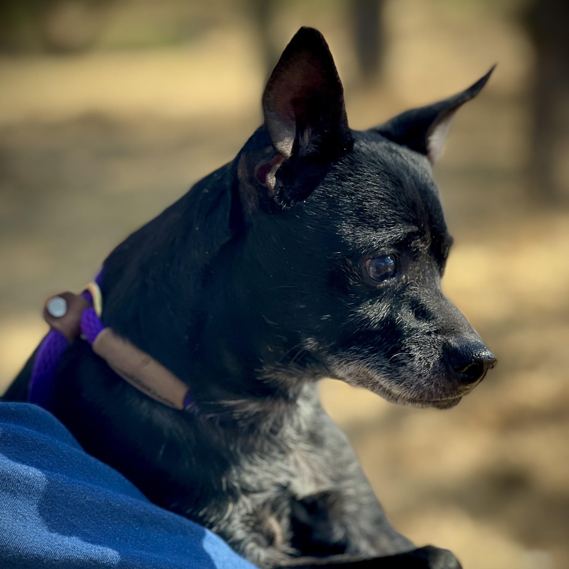 Stevie, an adopted mixed breed in San Andreas, CA image 3/5