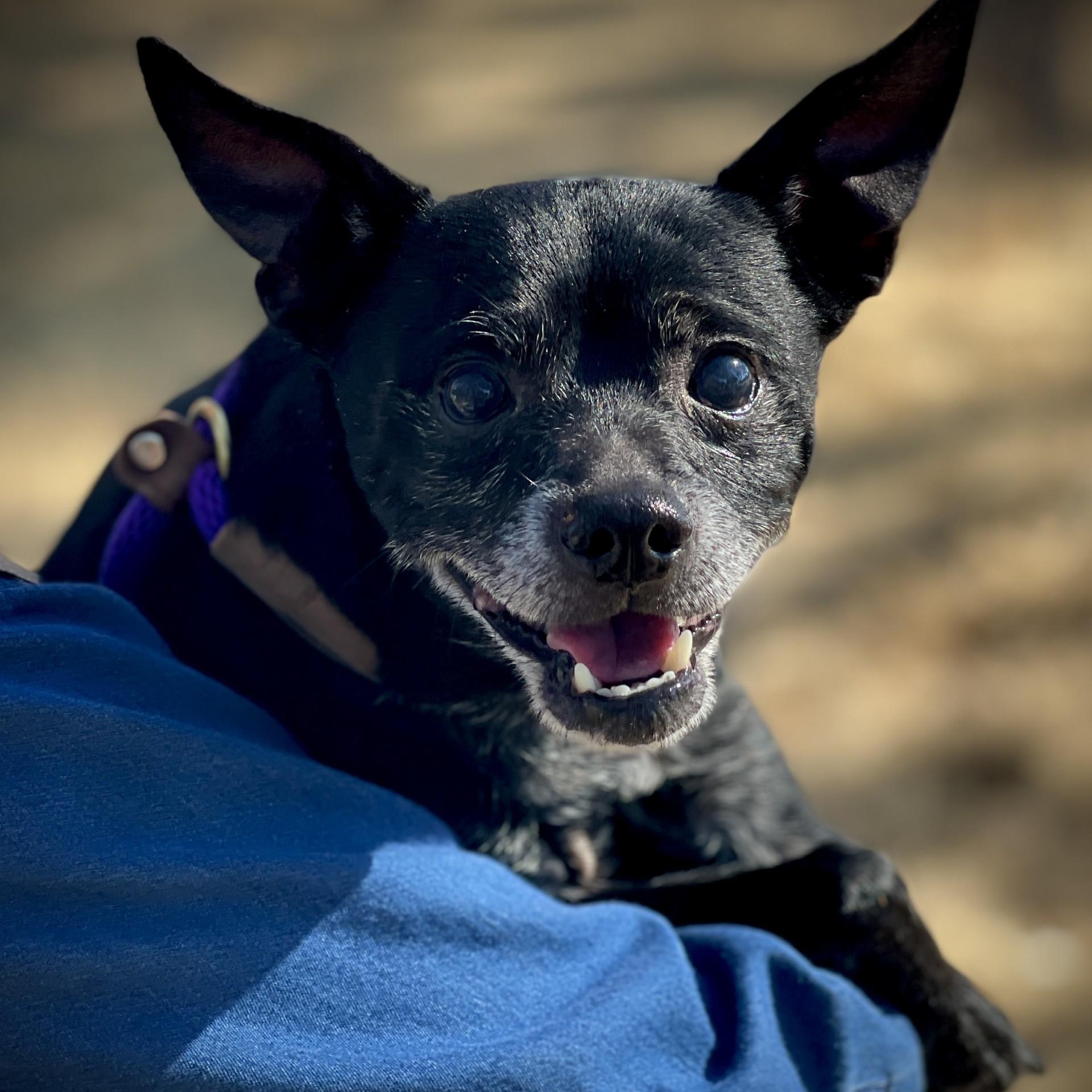 Stevie, adopted, Adult Male Chihuahua.