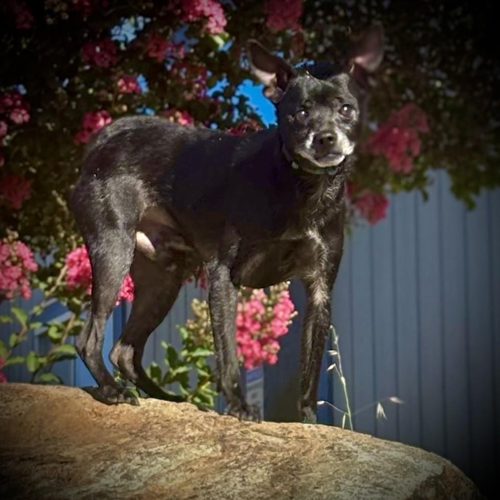 Stevie, an adopted mixed breed in San Andreas, CA image 2/5