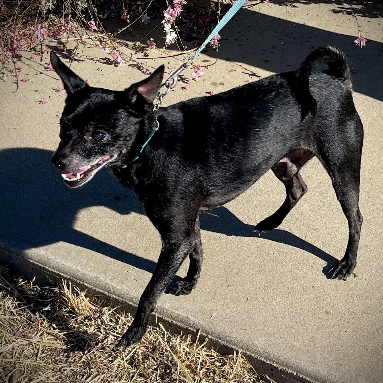 Stevie, an adopted mixed breed in San Andreas, CA image 4/5