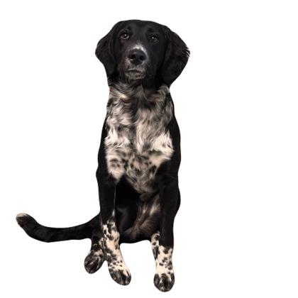 Rizzoli, adopted, Young Female English Springer Spaniel.