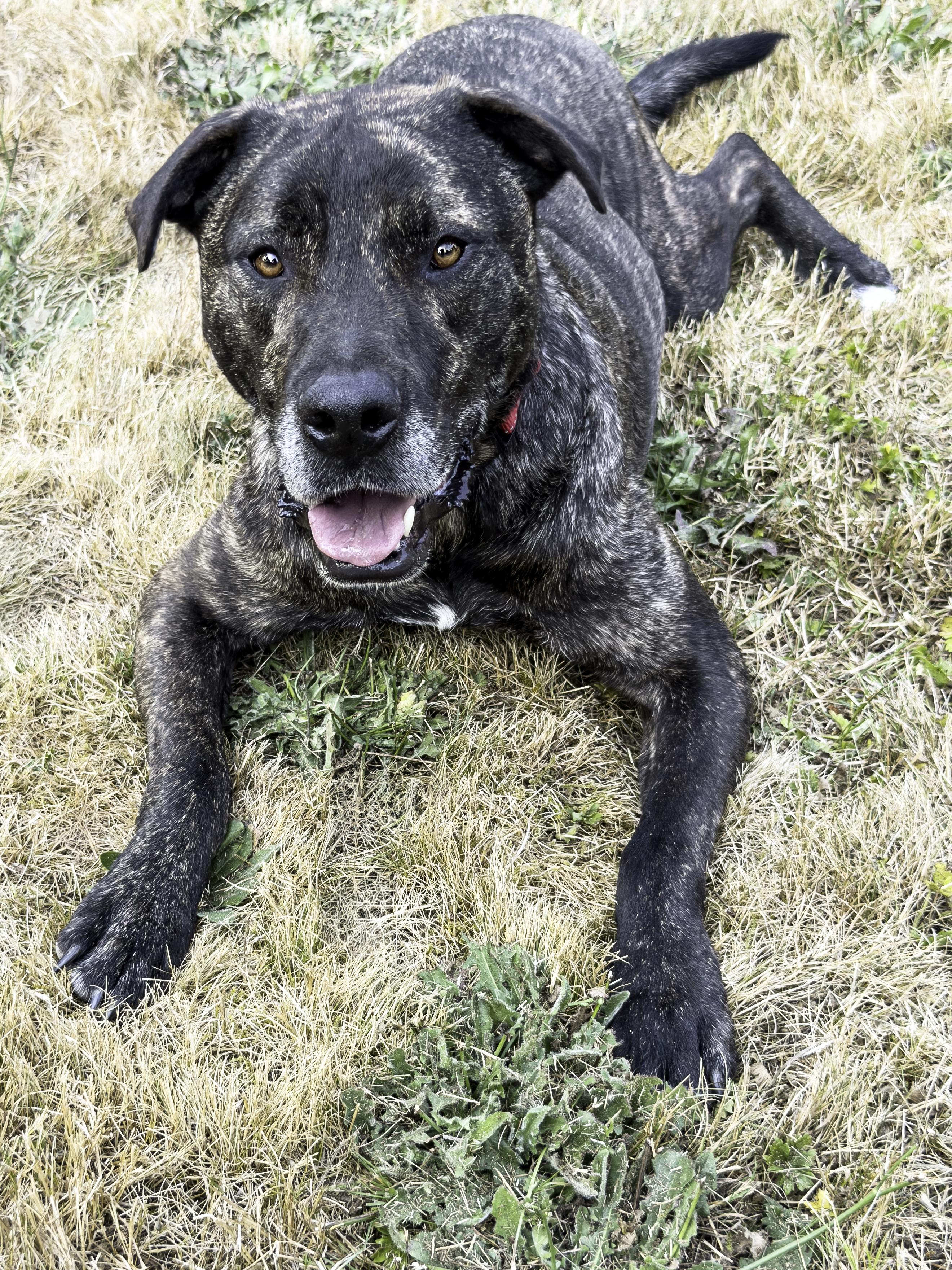 Enlarge Joel, a ADOPTABLE mixed breed in Snoqualmie, WA image 2/4