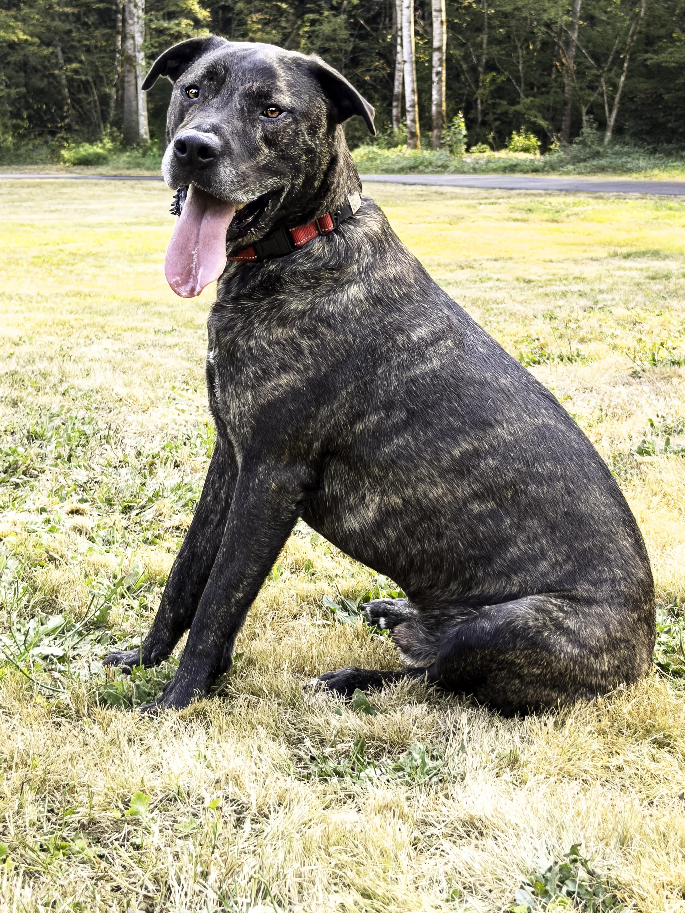 Enlarge Joel, a ADOPTABLE mixed breed in Snoqualmie, WA image 3/4