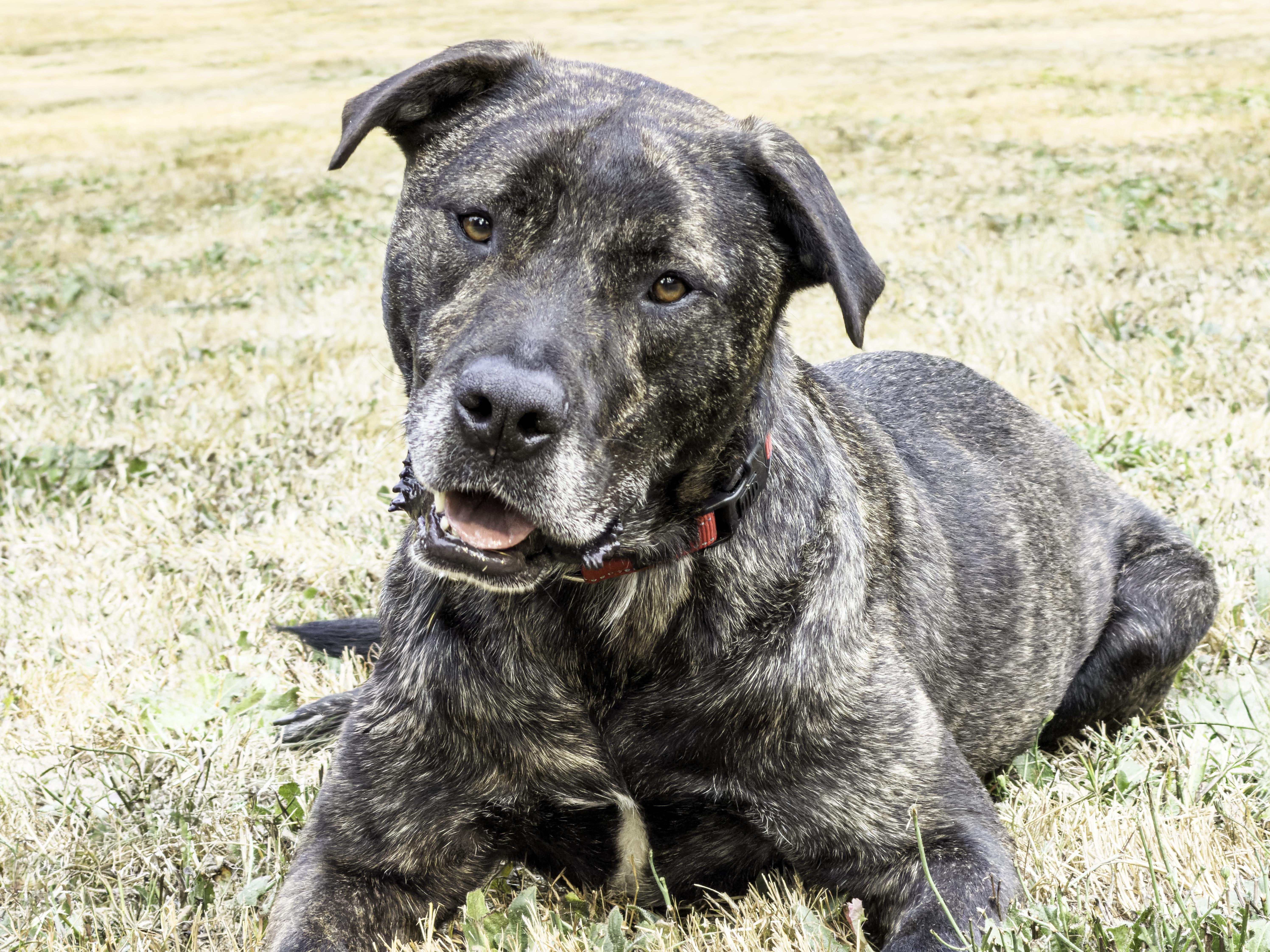 Joel, ADOPTABLE, Adult Male Mastiff & Pit Bull Terrier.