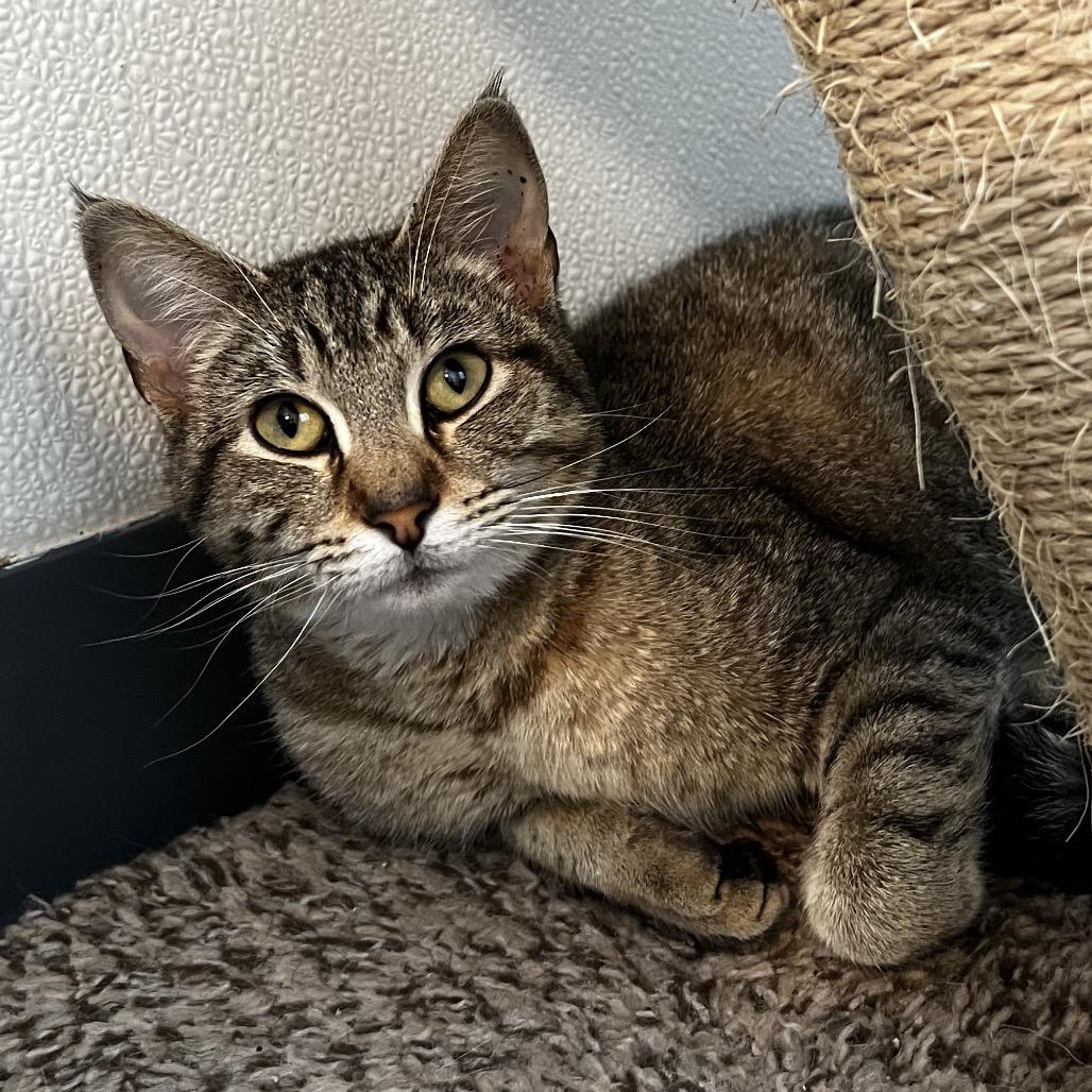 Boudica, a Adoptable Domestic Short Hair in Brighton, MO image 1/6