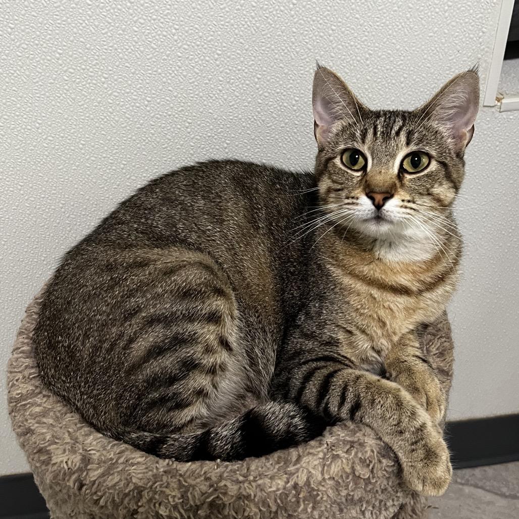 Enlarge Boudica, a Adoptable Domestic Short Hair in Brighton, MO image 1/5