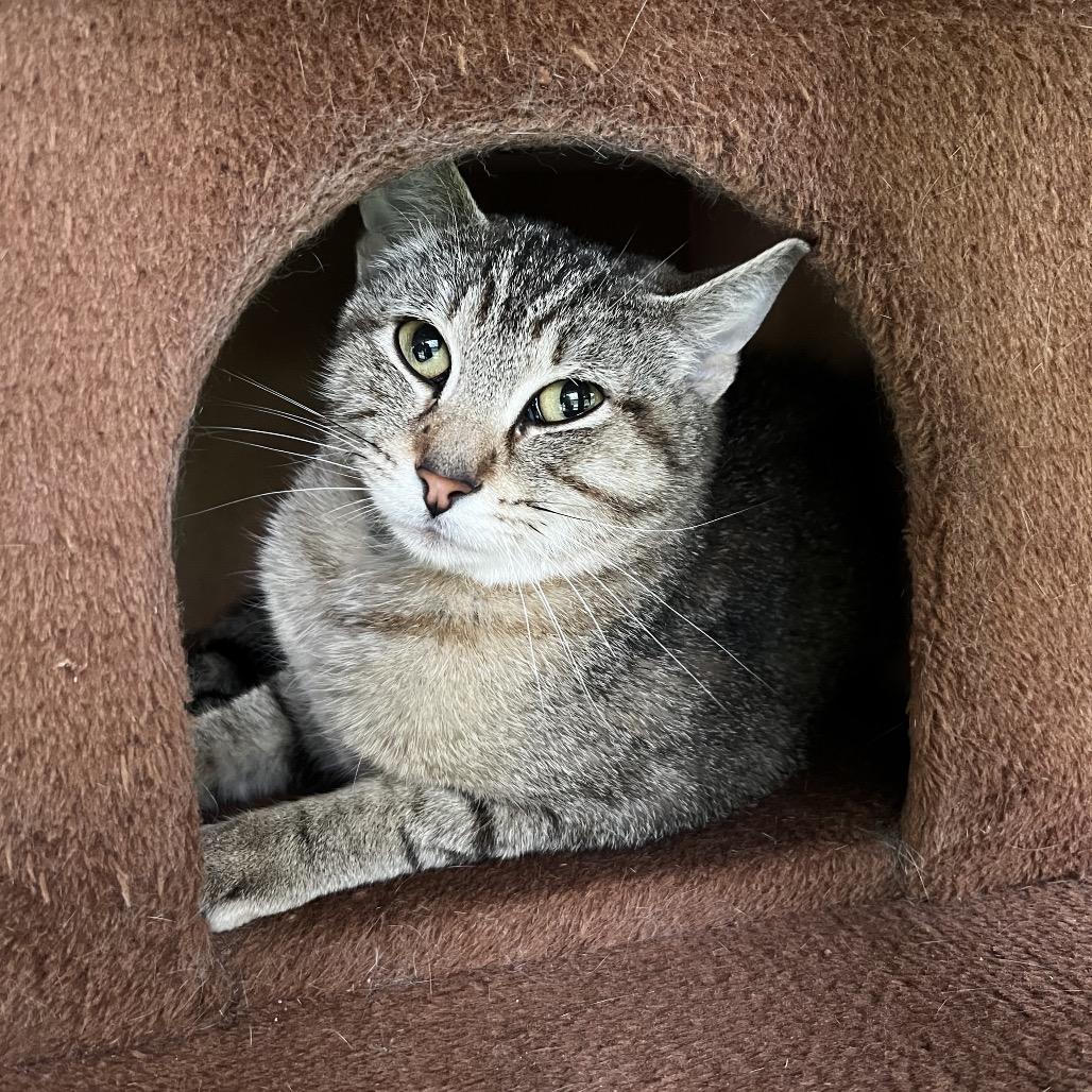 Boudica, a Adoptable Domestic Short Hair in Brighton, MO image 2/6