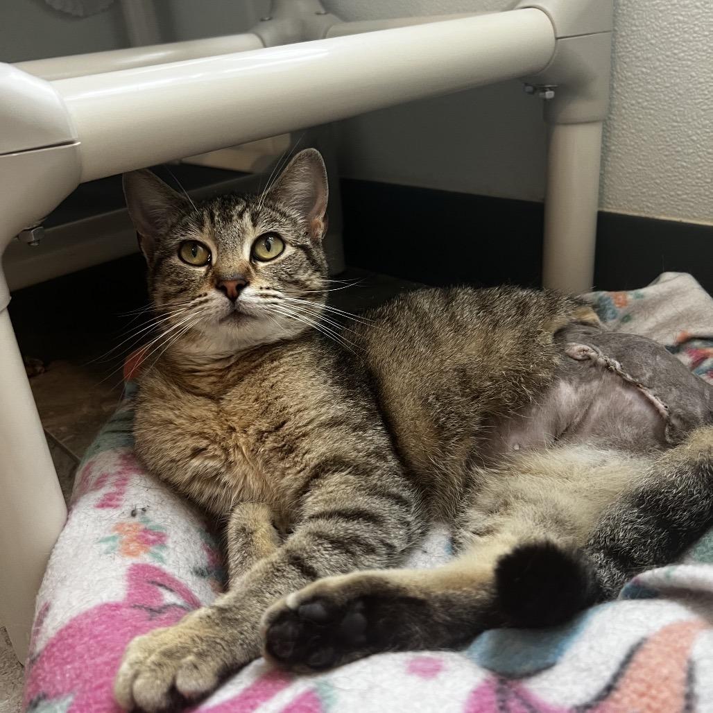 Boudica, a Adoptable Domestic Short Hair in Brighton, MO image 3/6