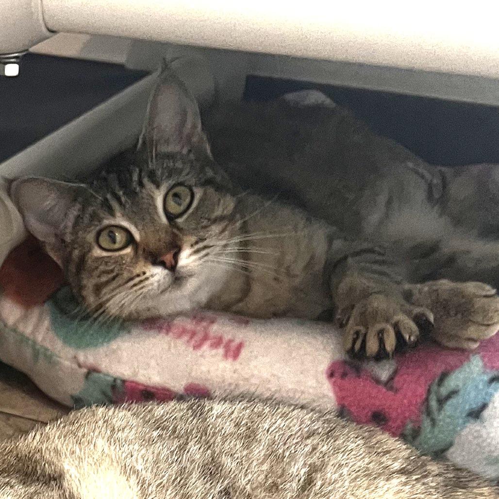 Boudica, a Adoptable Domestic Short Hair in Brighton, MO image 4/6