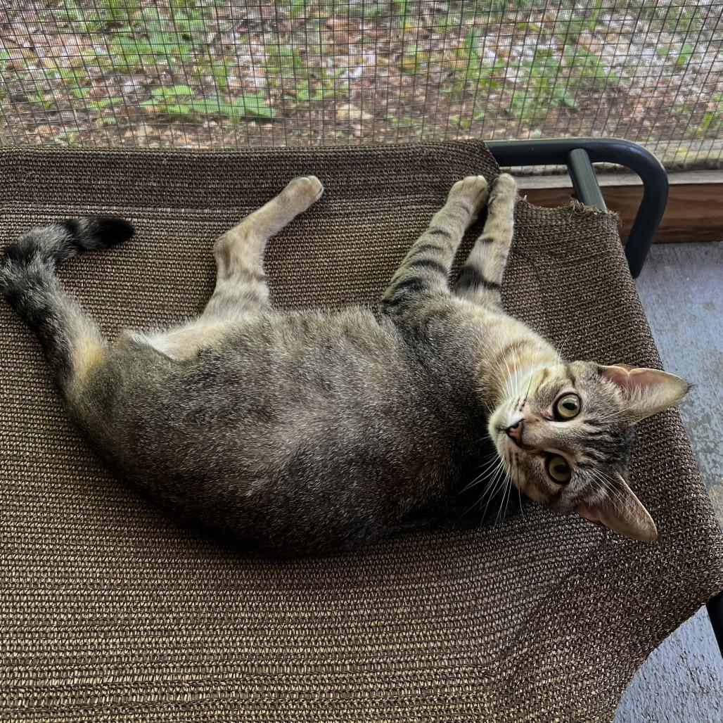 Boudica, a Adoptable Domestic Short Hair in Brighton, MO image 5/6