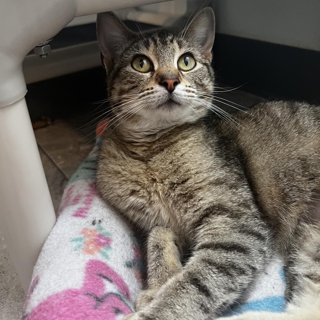 Boudica, a Adoptable Domestic Short Hair in Brighton, MO image 5/6