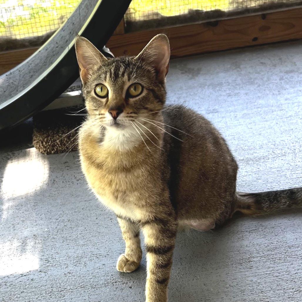 Boudica, a Adoptable Domestic Short Hair in Brighton, MO image 6/6