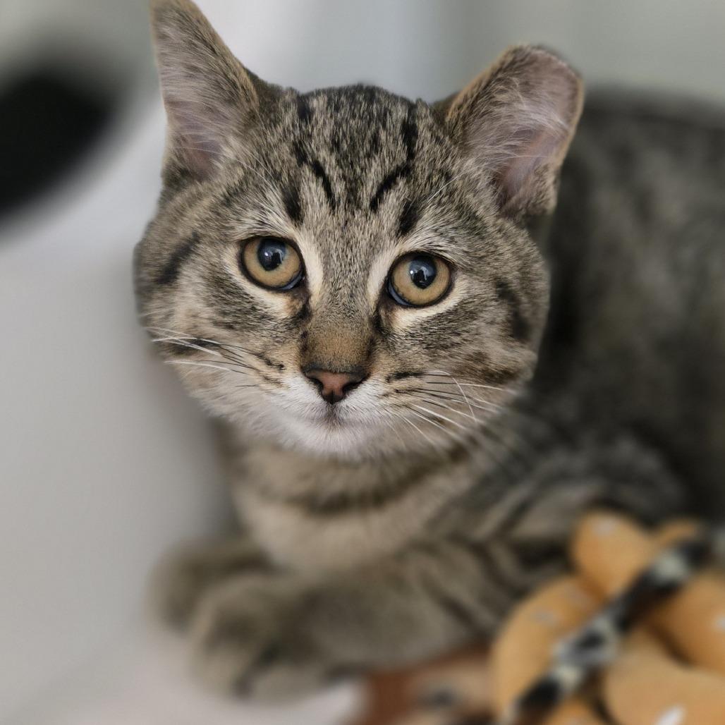 Smokey, Adoptable, Kitten Male Domestic Short Hair.