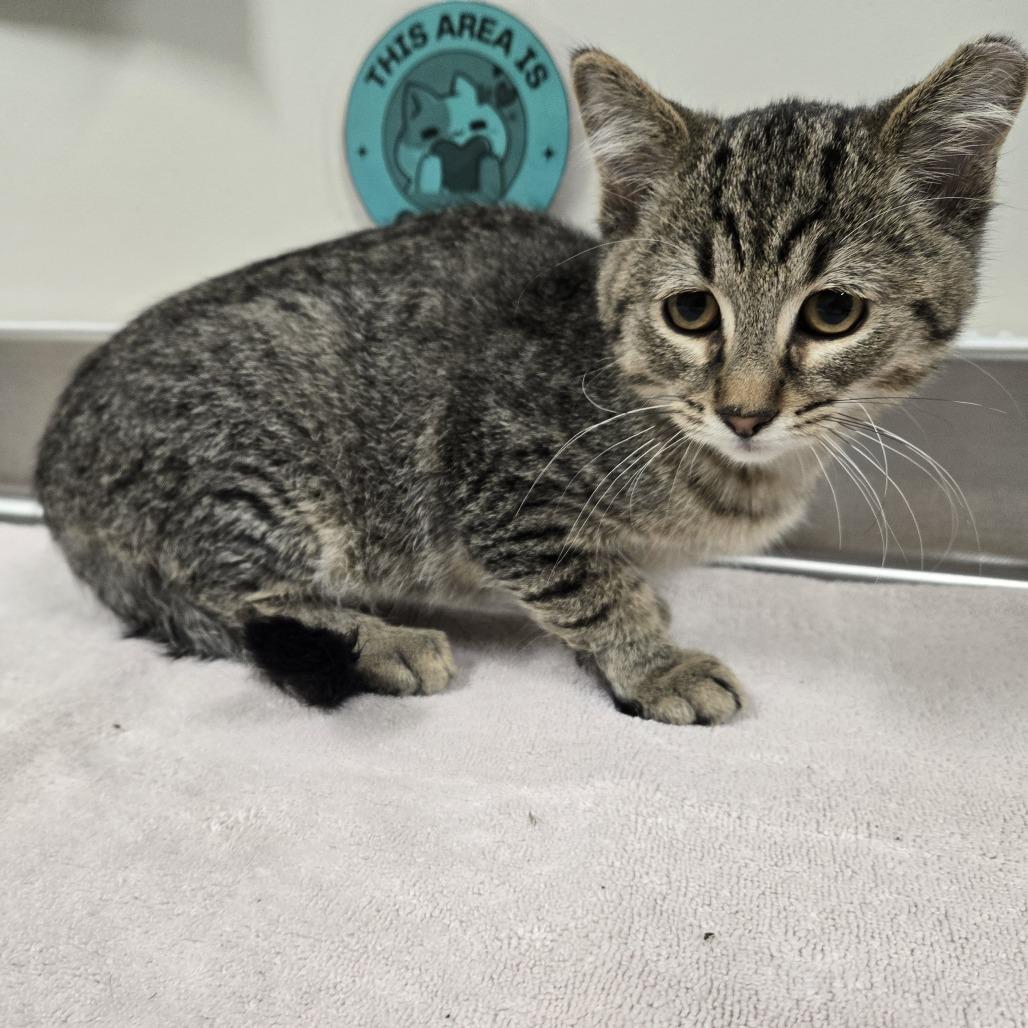 Enlarge Smokey, a Adoptable Domestic Short Hair in Saint Cloud, MN image 2/2
