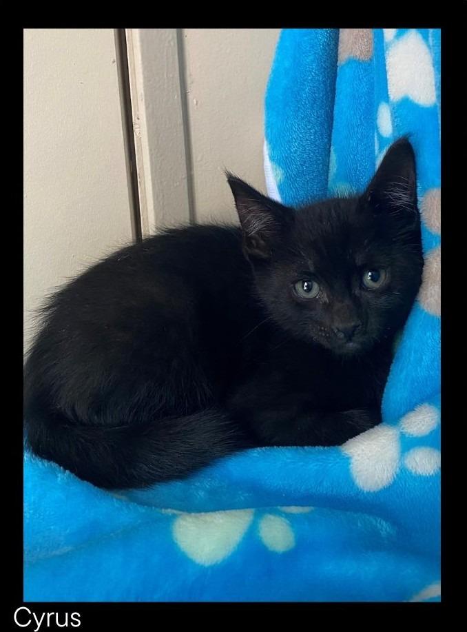 Enlarge Cyrus, a Adoptable mixed breed in Chino Valley, AZ image 1/1