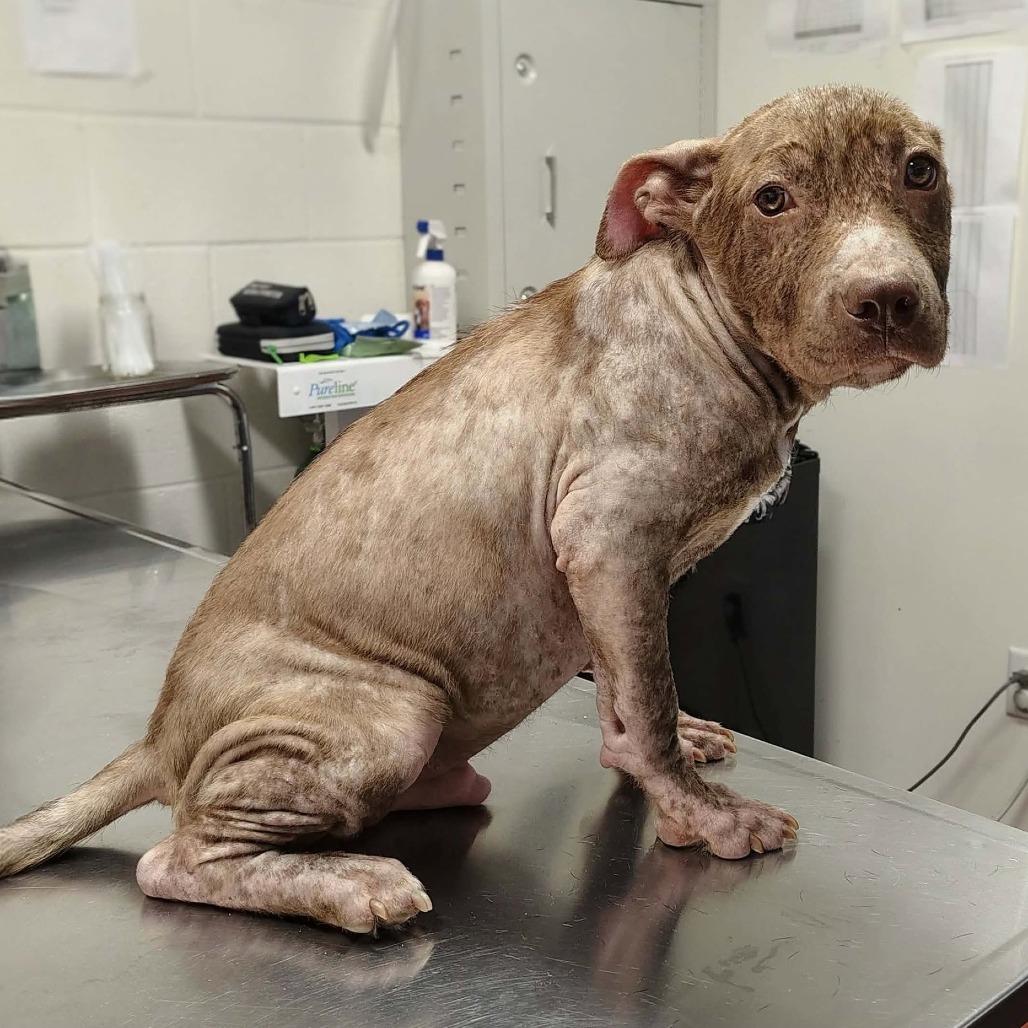 Butter Bean, Adopted, Young Male Pit Bull Terrier & Mixed Breed.
