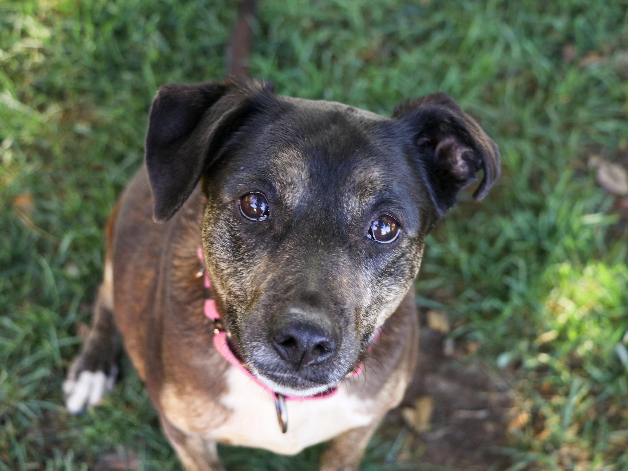 Enlarge Harley, a Adoptable mixed breed in Temecula, CA image 6/6