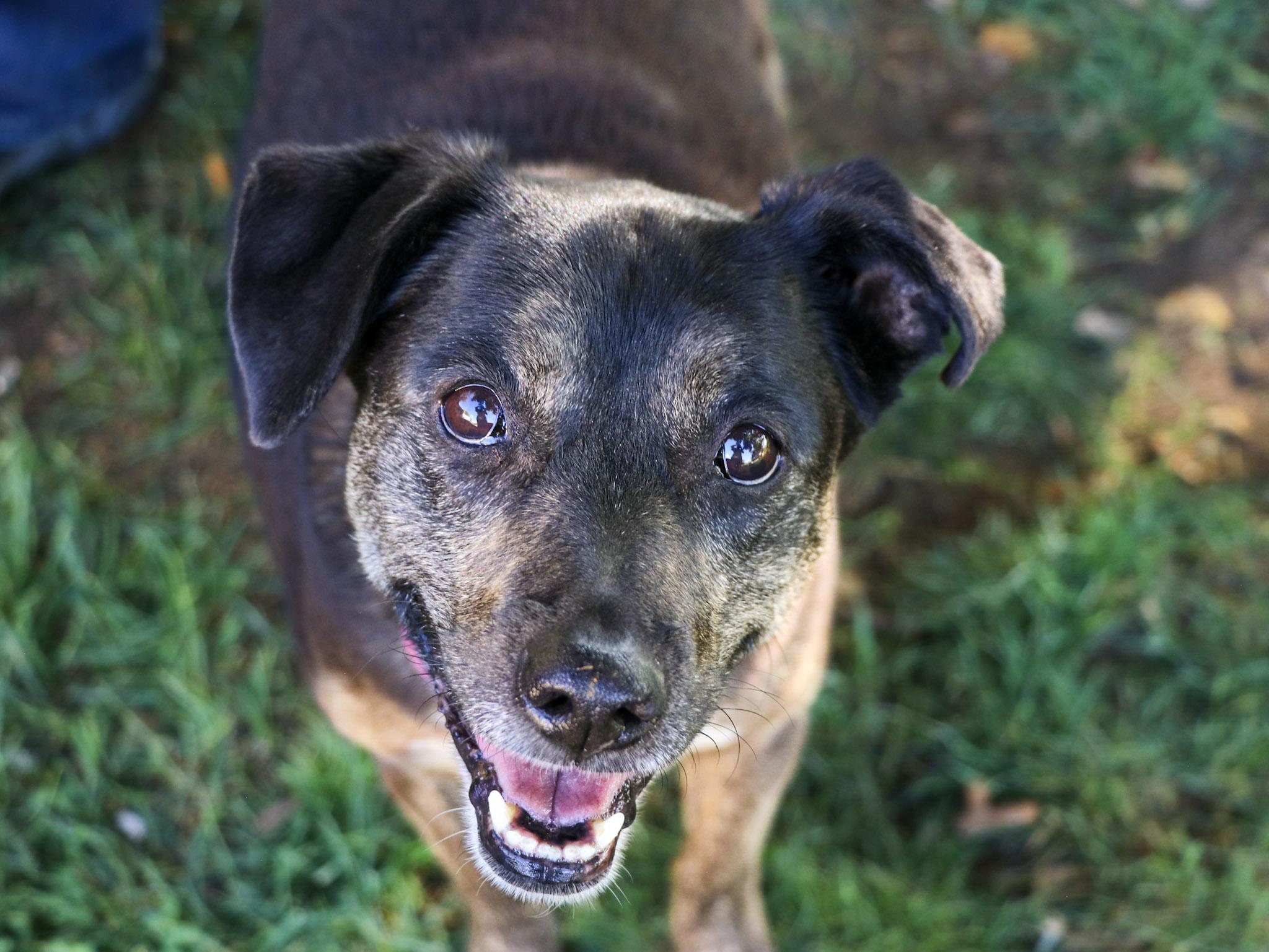 Harley, Adoptable, Senior Female Australian Cattle Dog / Blue Heeler.