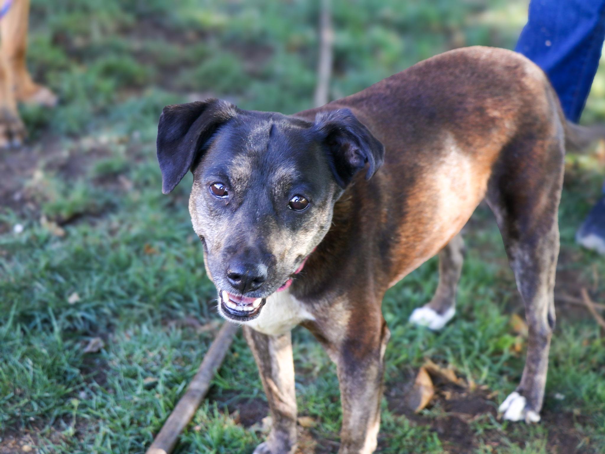 Enlarge Harley, a Adoptable mixed breed in Temecula, CA image 4/6