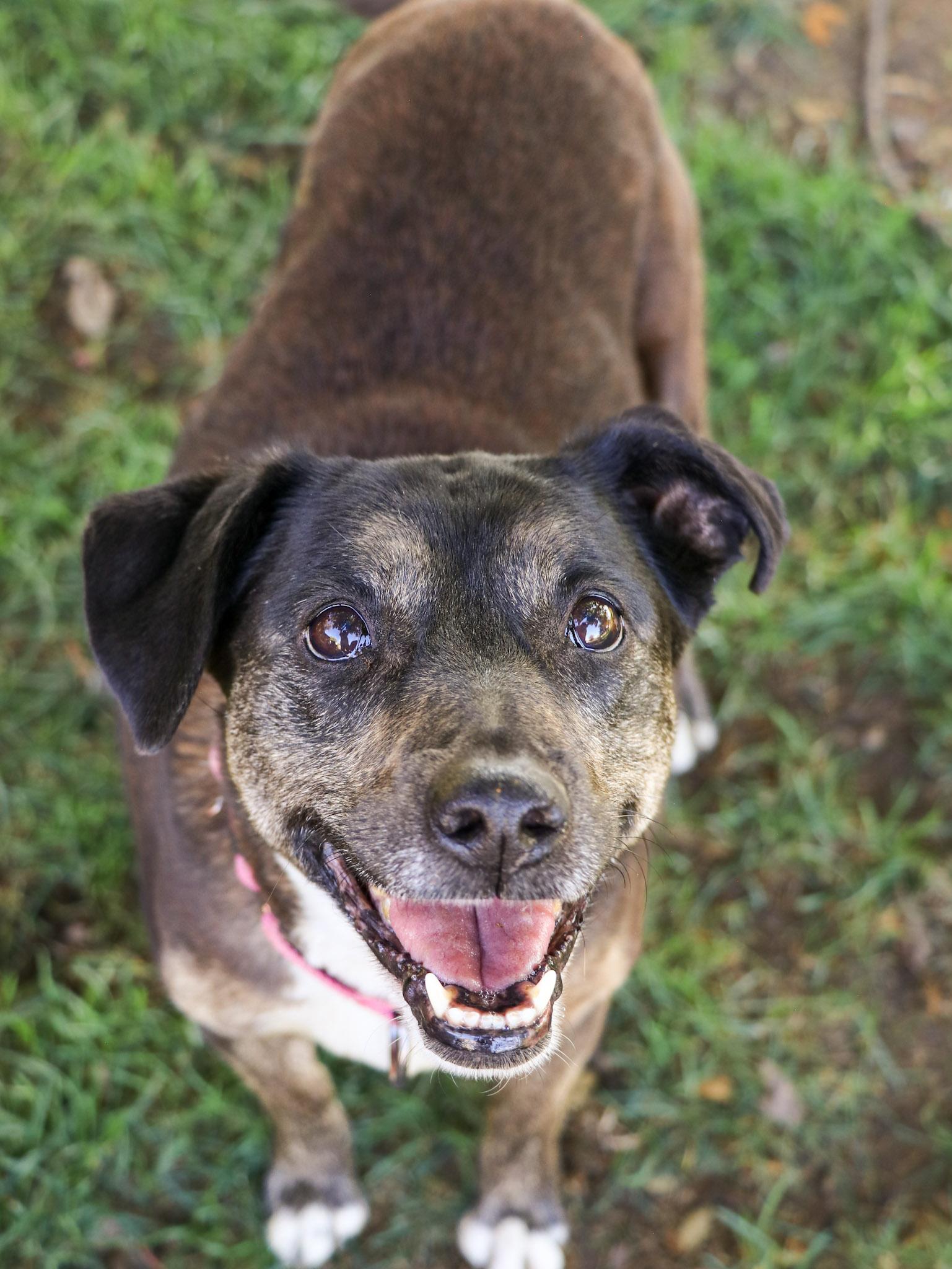 Enlarge Harley, a Adoptable mixed breed in Temecula, CA image 5/6