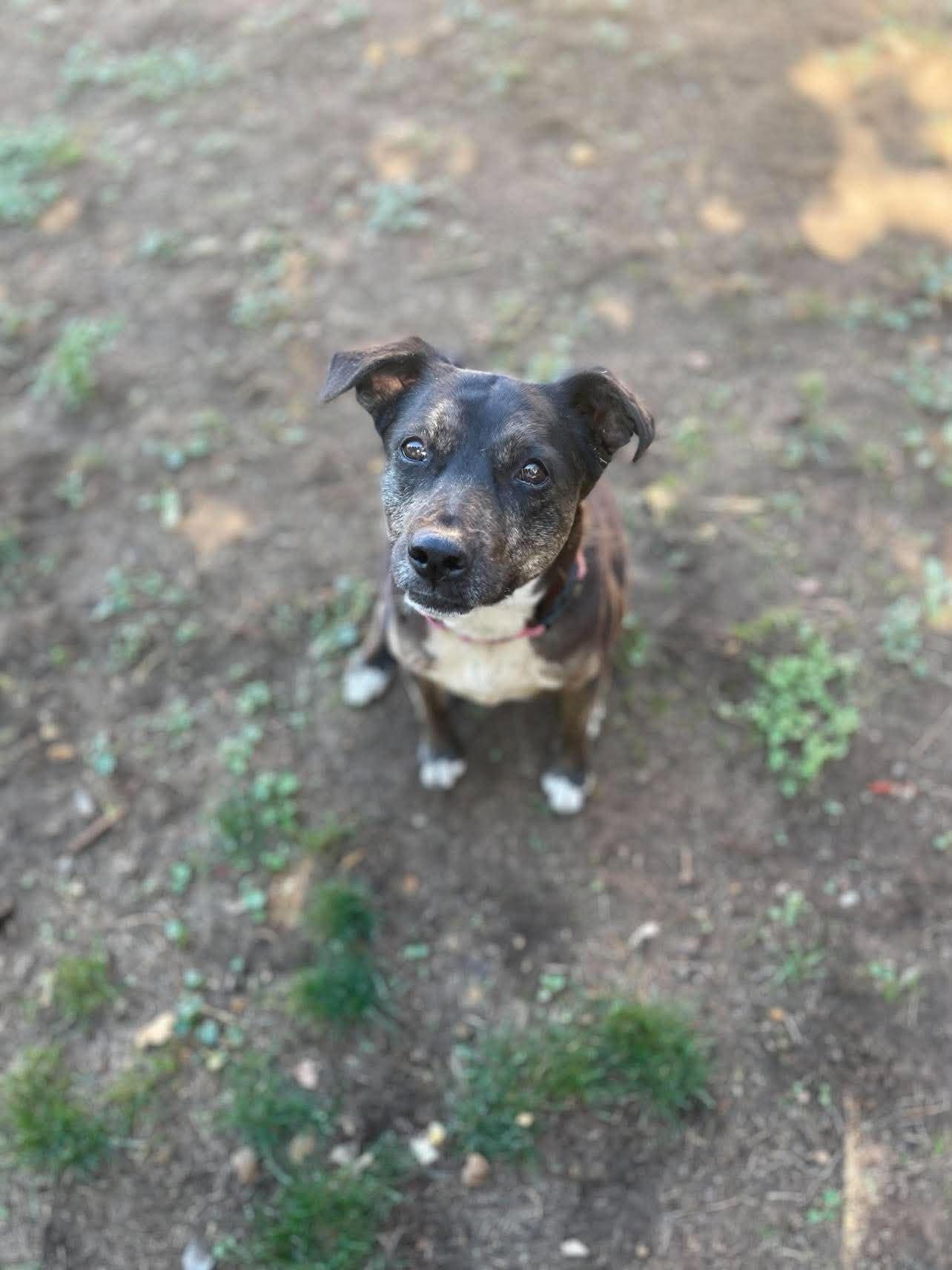Enlarge Harley, a Adoptable mixed breed in Temecula, CA image 2/6