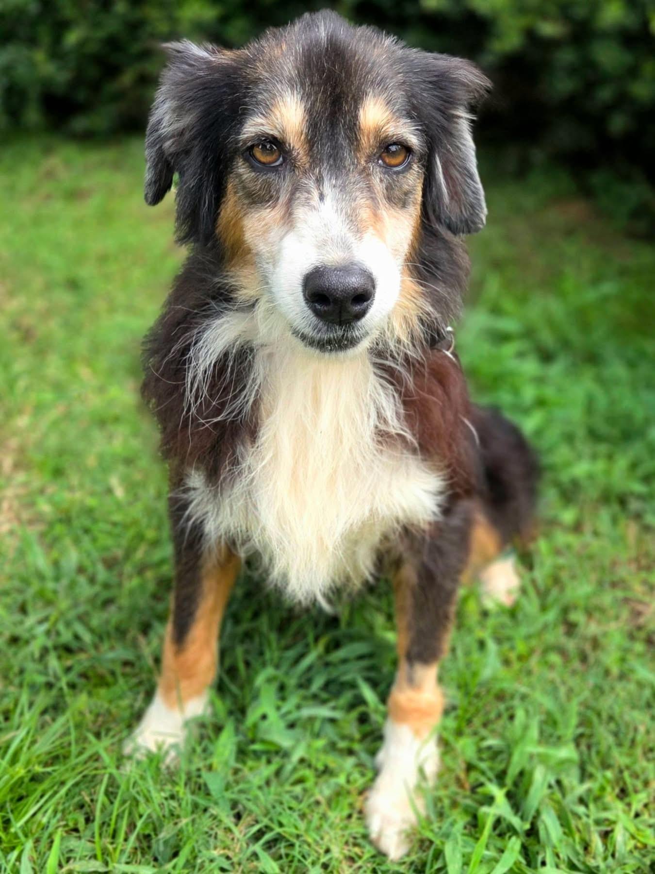 Ethan, a ADOPTABLE Australian Shepherd in Mendham, NJ image 3/3