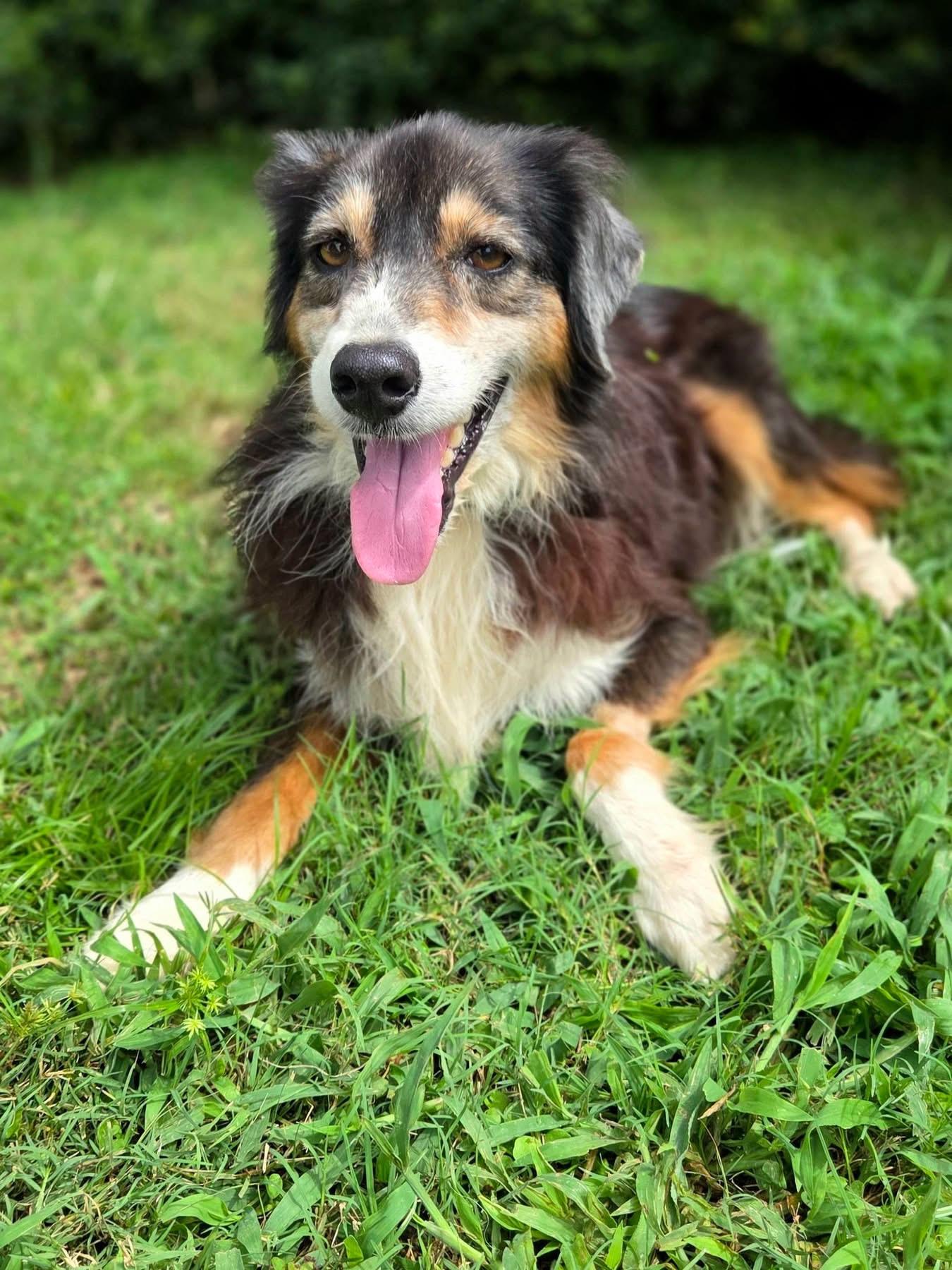 Ethan, ADOPTABLE, Adult Male Australian Shepherd.