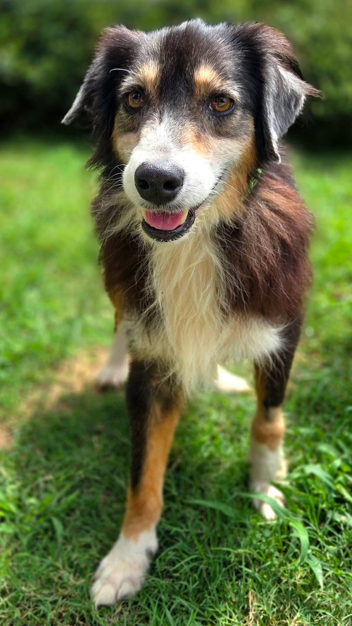 Ethan, a ADOPTABLE Australian Shepherd in Mendham, NJ image 2/3