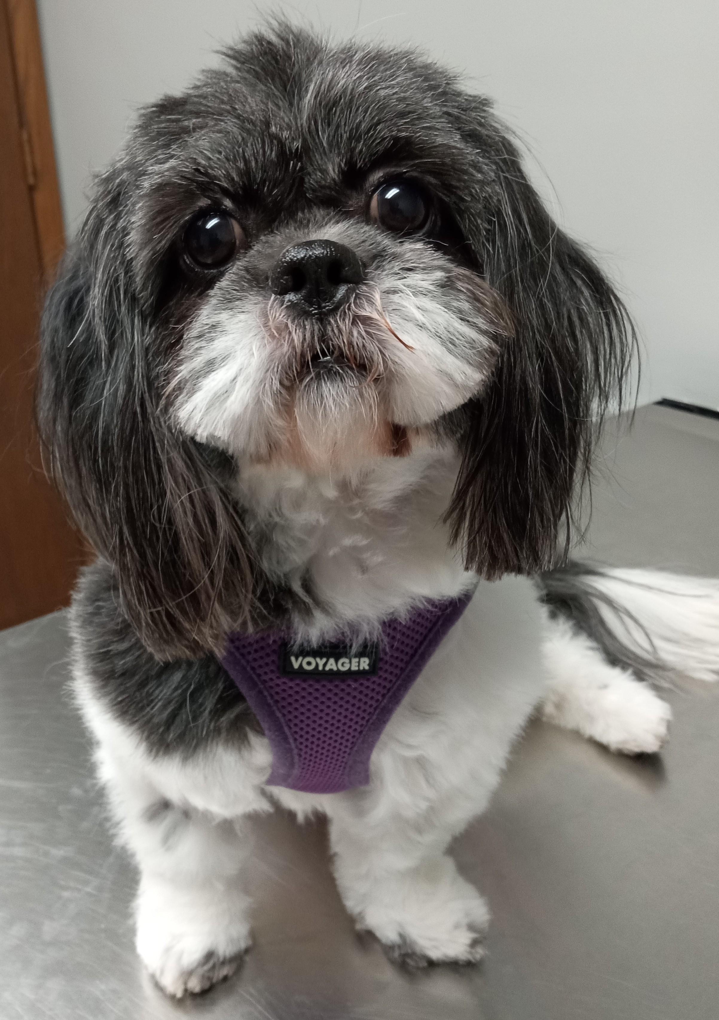 Coco the Homebody, adopted, Adult Female Shih Tzu.