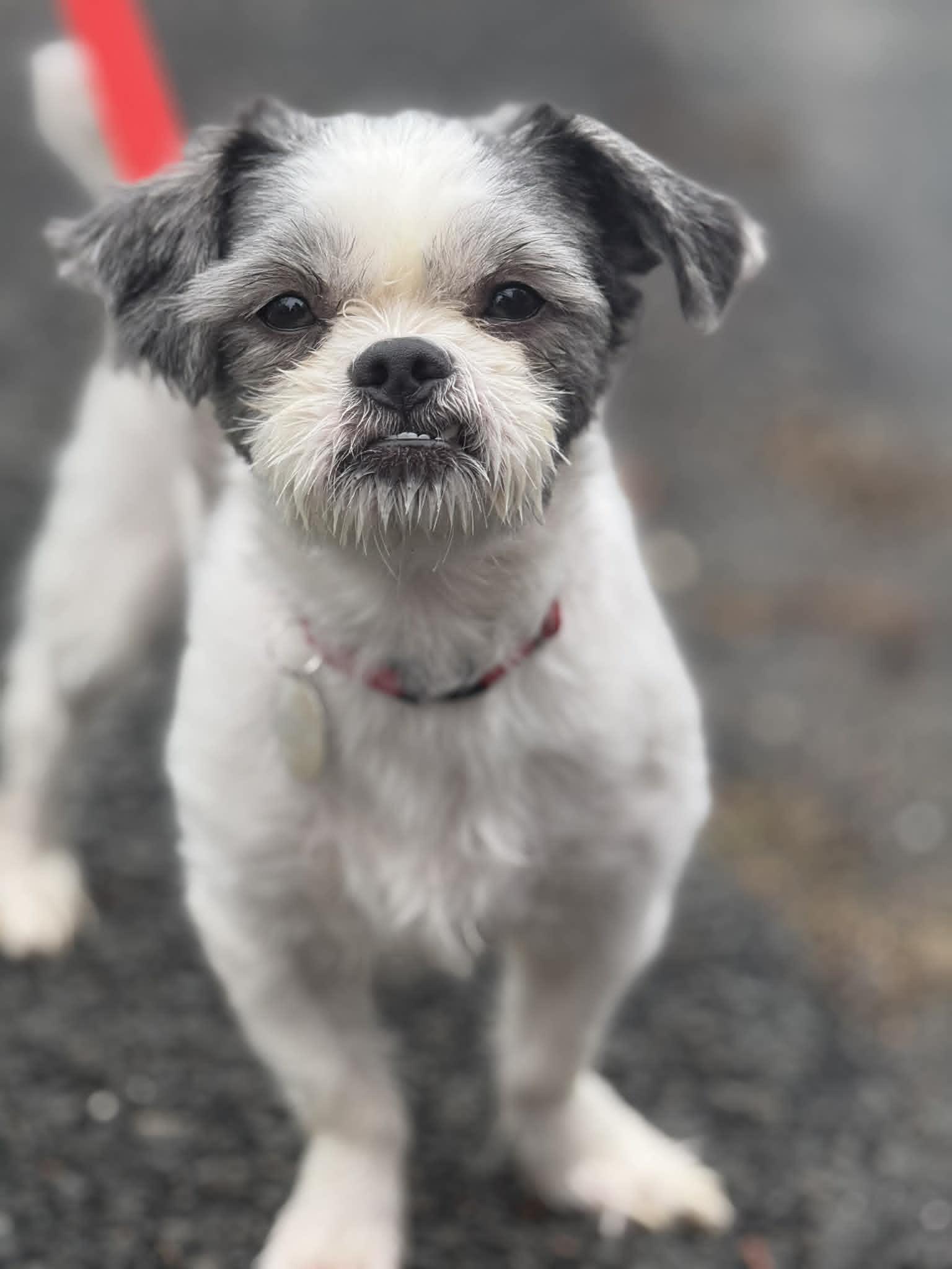 Norman, ADOPTABLE, Adult Male Shih Tzu.