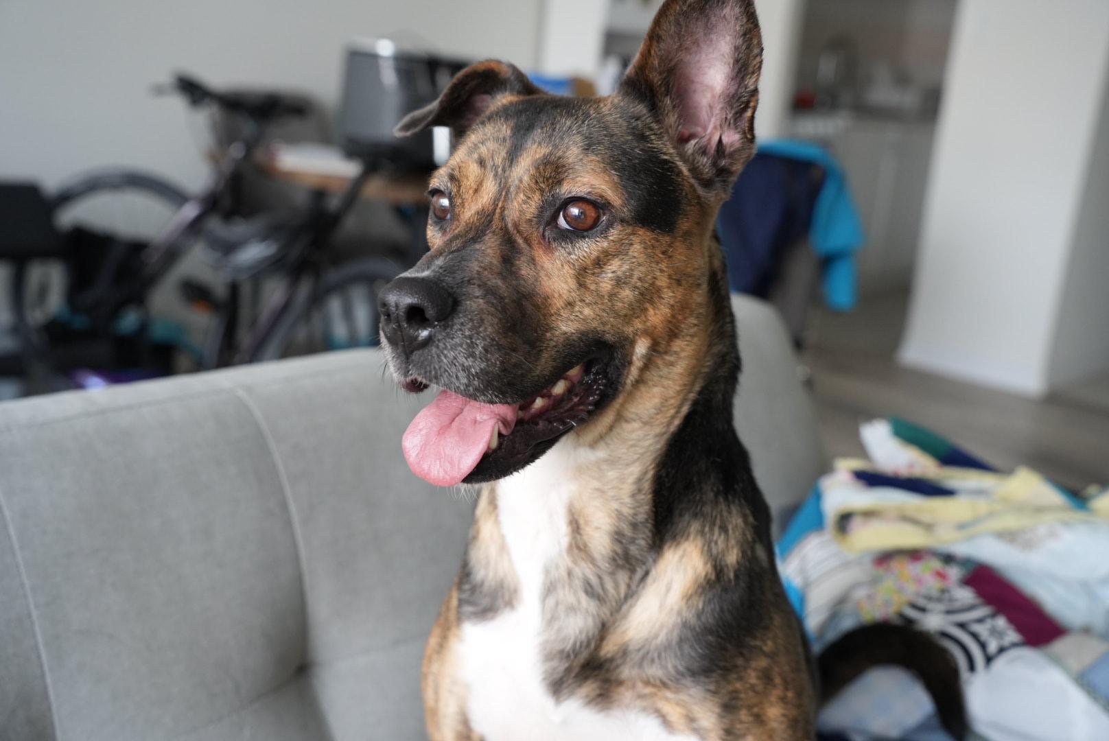 Enlarge Talulah, a ADOPTABLE mixed breed in Oshawa, ON image 5/5