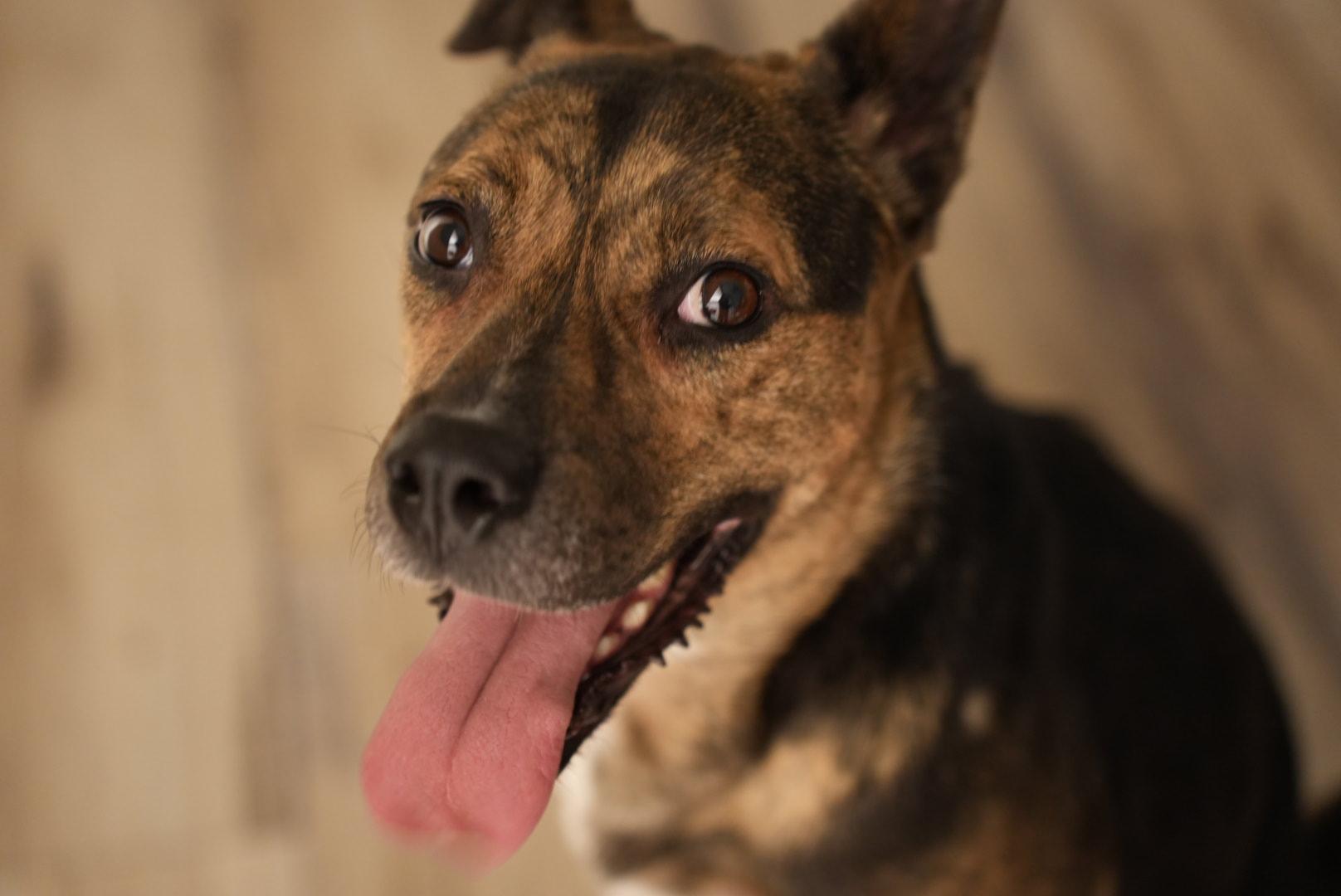 Enlarge Talulah, a ADOPTABLE mixed breed in Oshawa, ON image 4/5